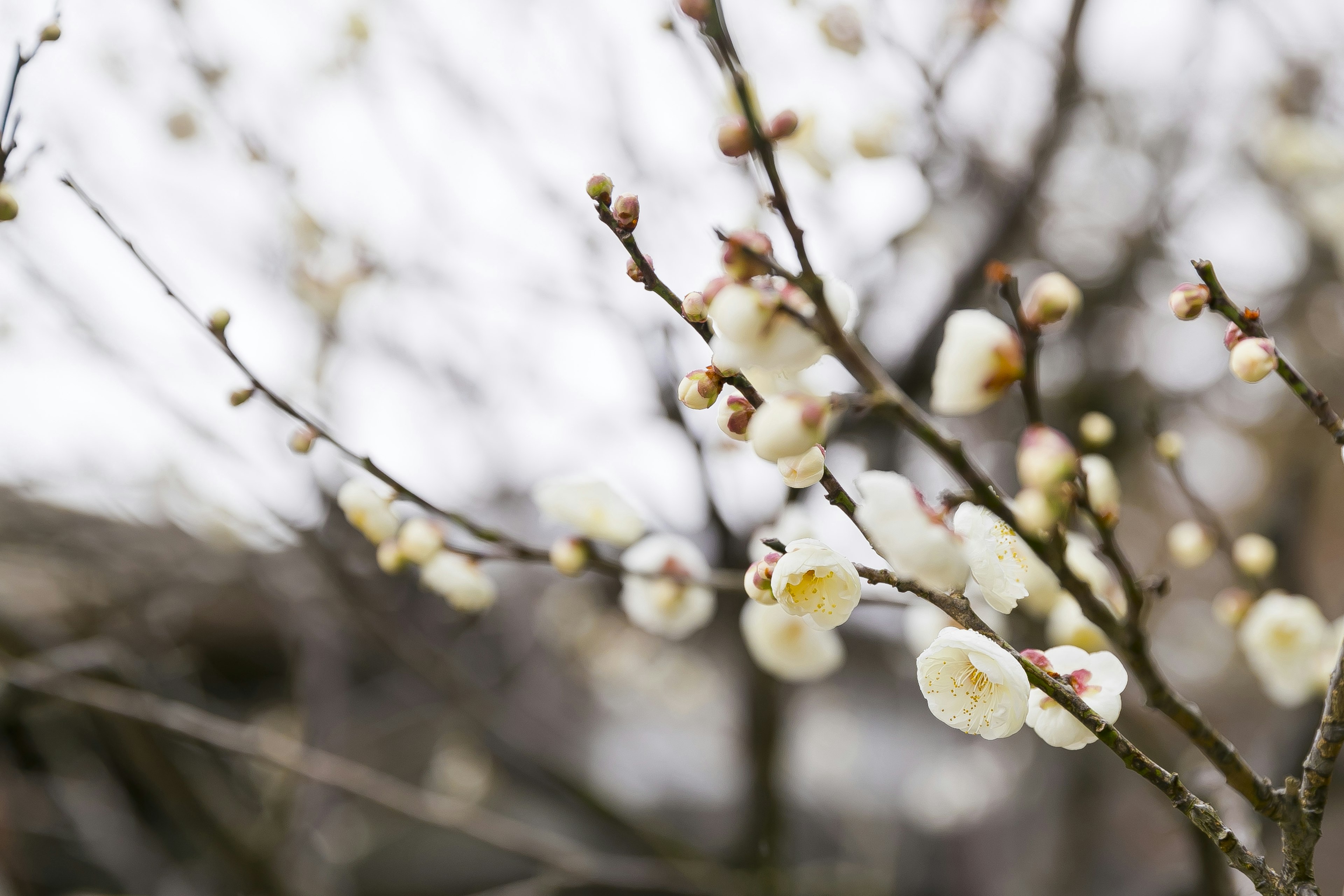 Äste mit blühenden weißen Blumen vor einem verschwommenen Hintergrund