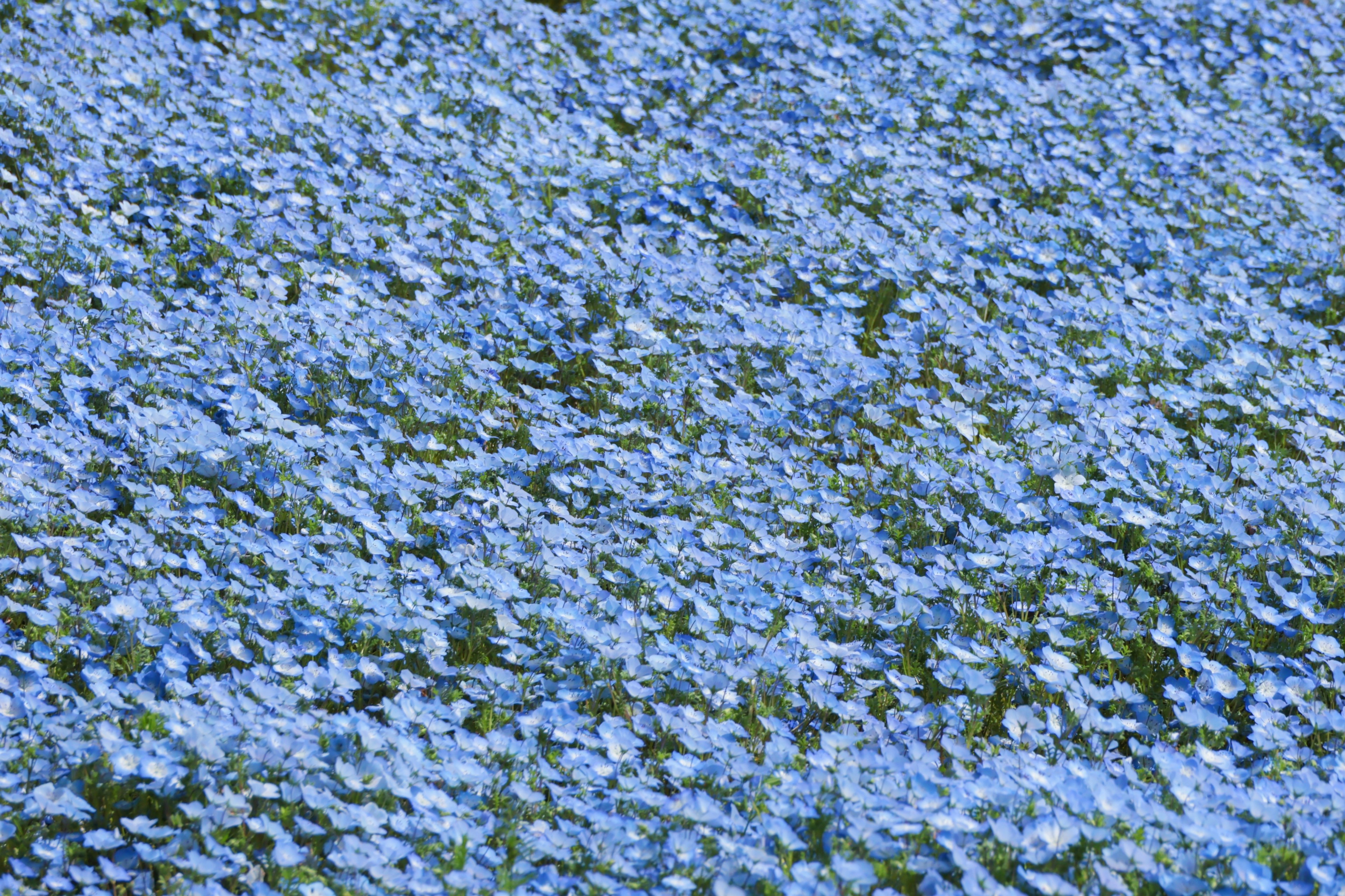 ภูมิทัศน์ที่สวยงามของดอกไม้สีน้ำเงินที่บานเต็มที่