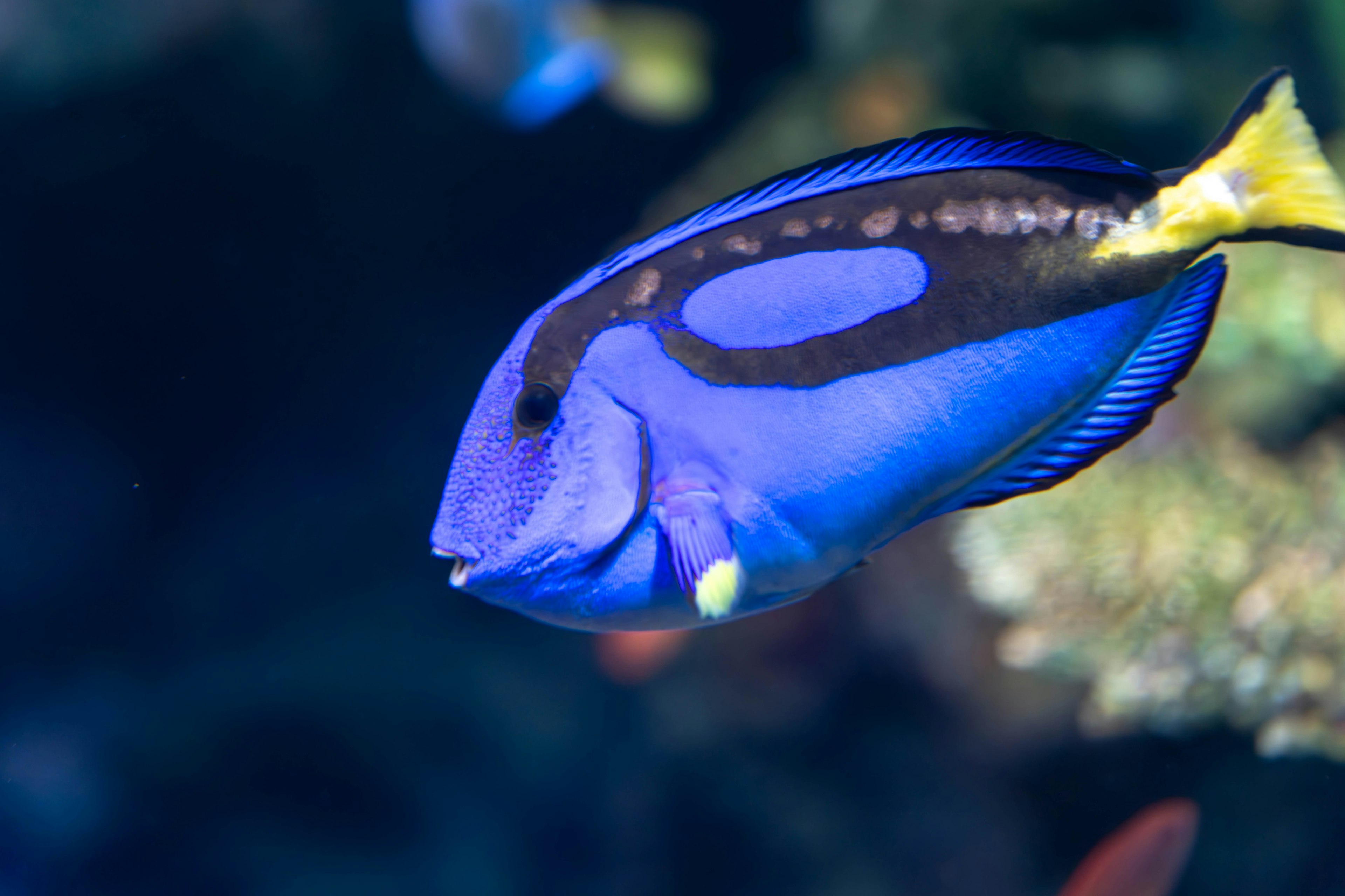 Ein lebhafter blauer Fisch schwimmt in der Nähe von Korallen