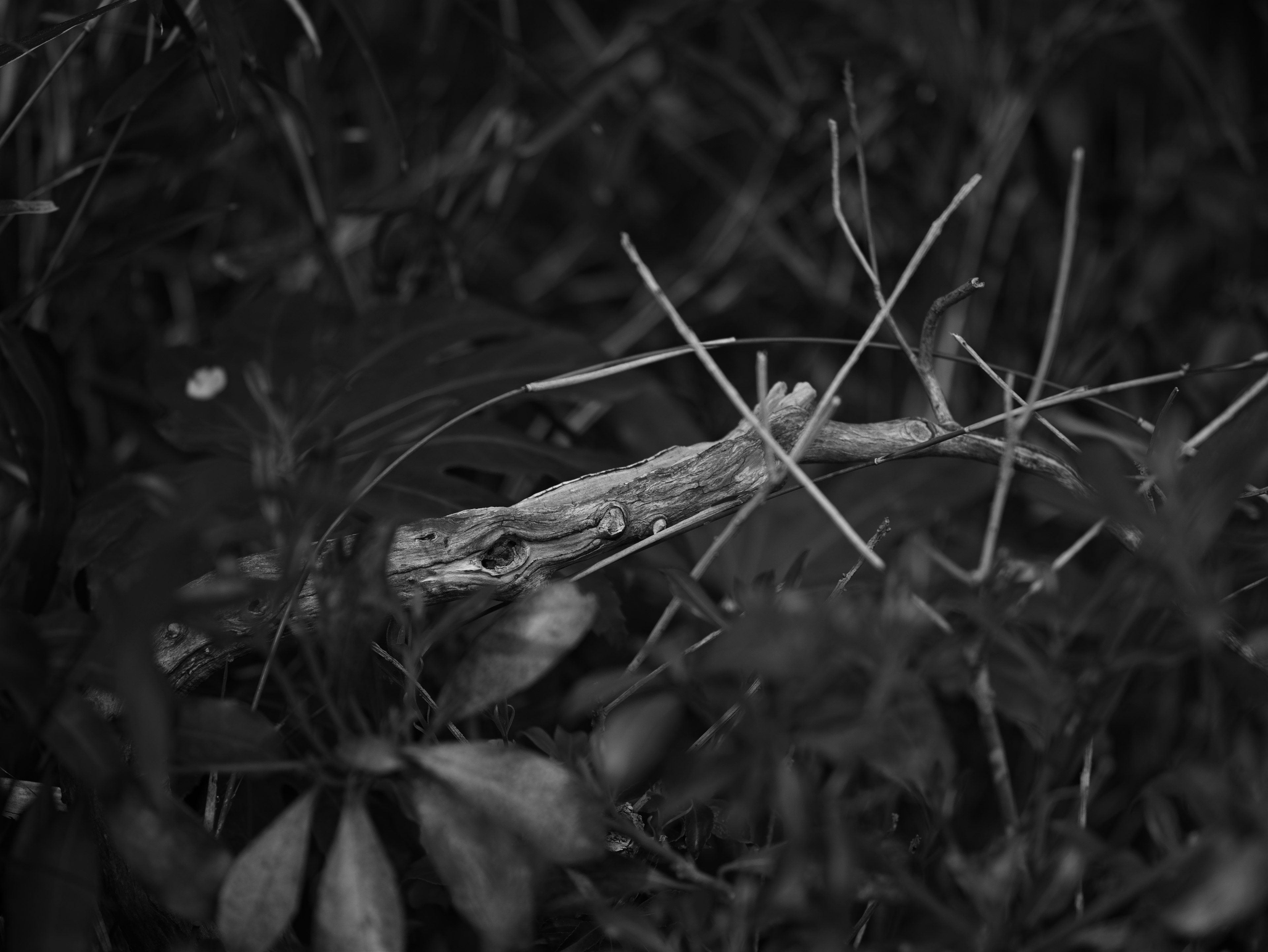 黒と白の自然の中に隠れた昆虫のような生物