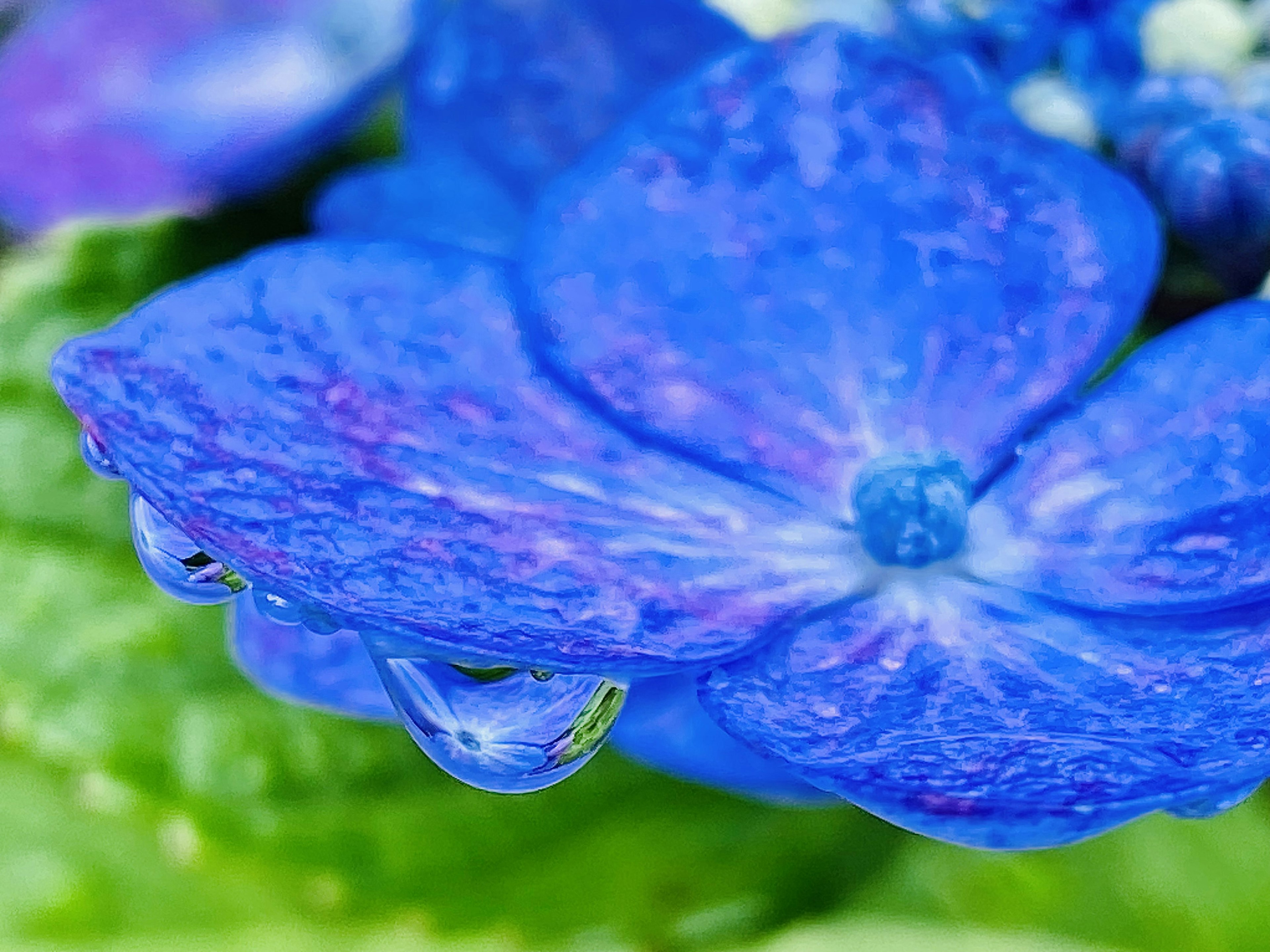 Close-up dari kelopak bunga biru dengan tetesan air