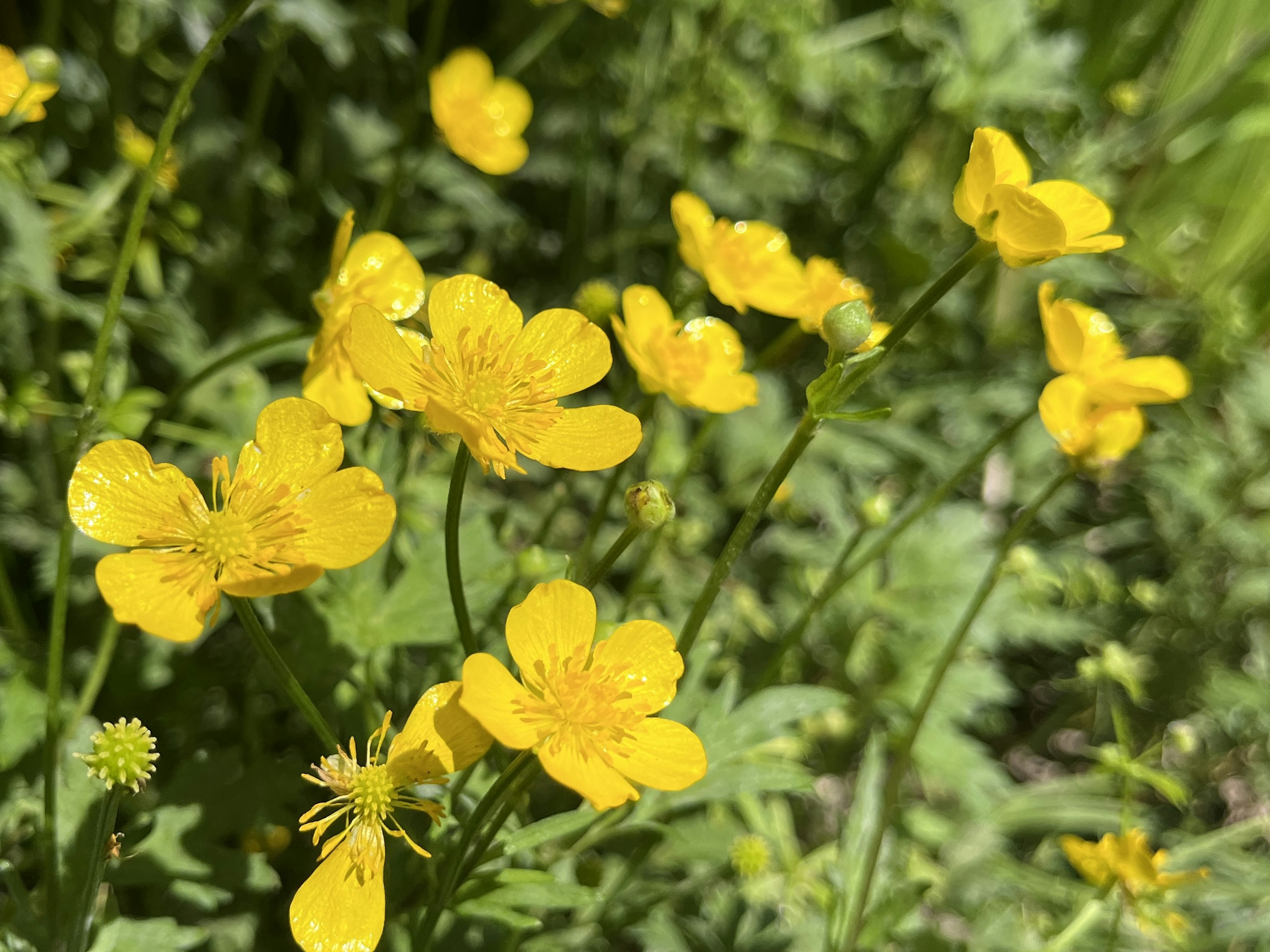 Vibrant yellow flowers blooming in a natural setting