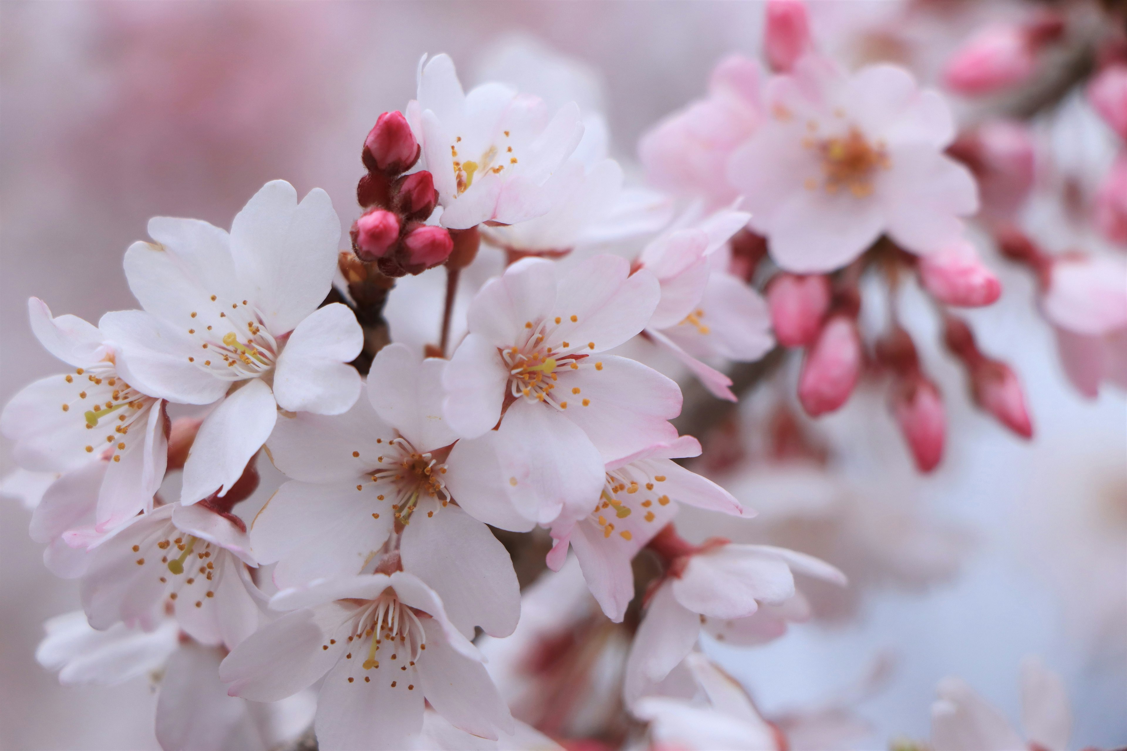 樱花特写，粉色和白色花瓣以及花蕾