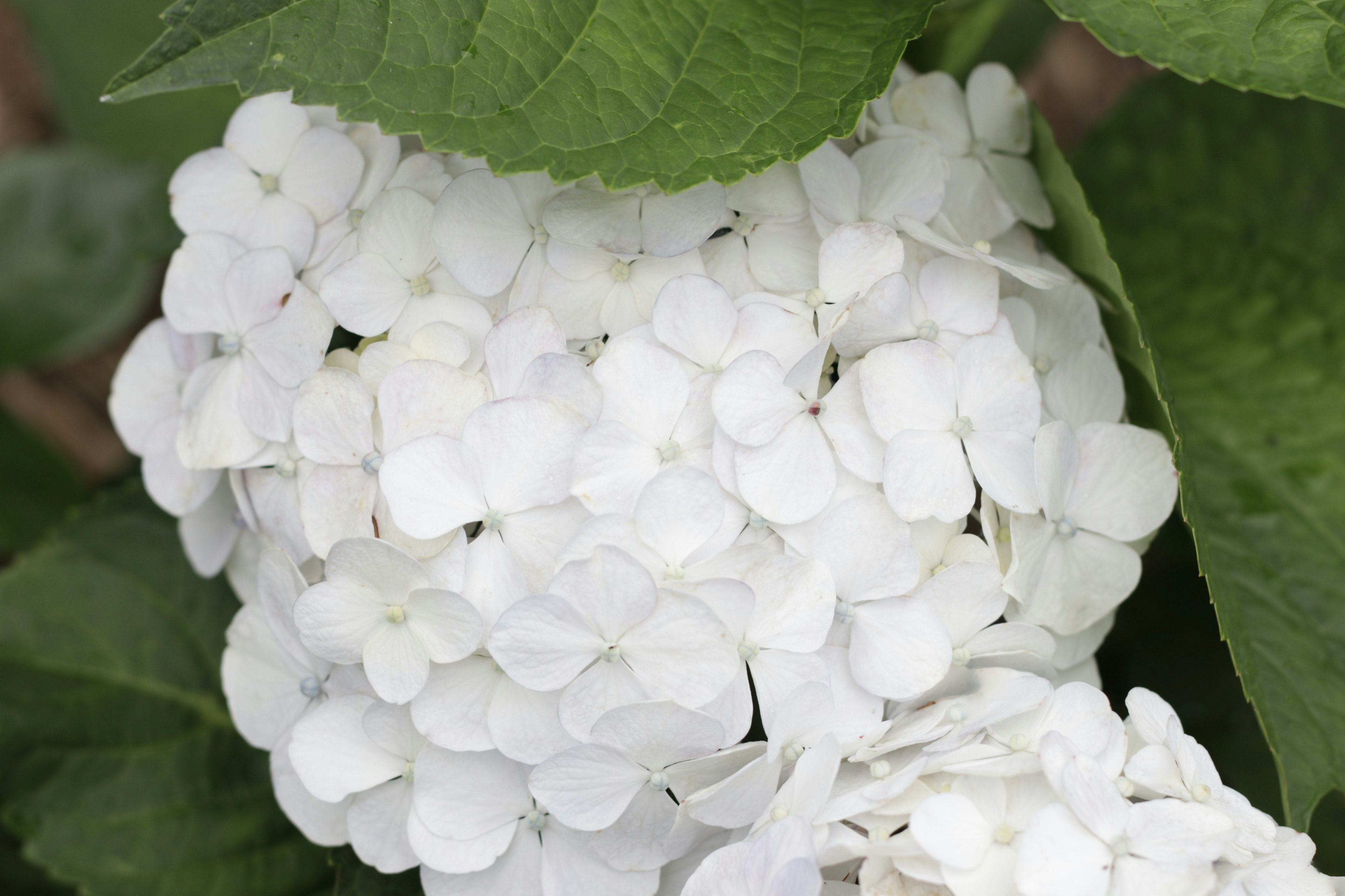 Groupe de fleurs blanches avec des feuilles vertes