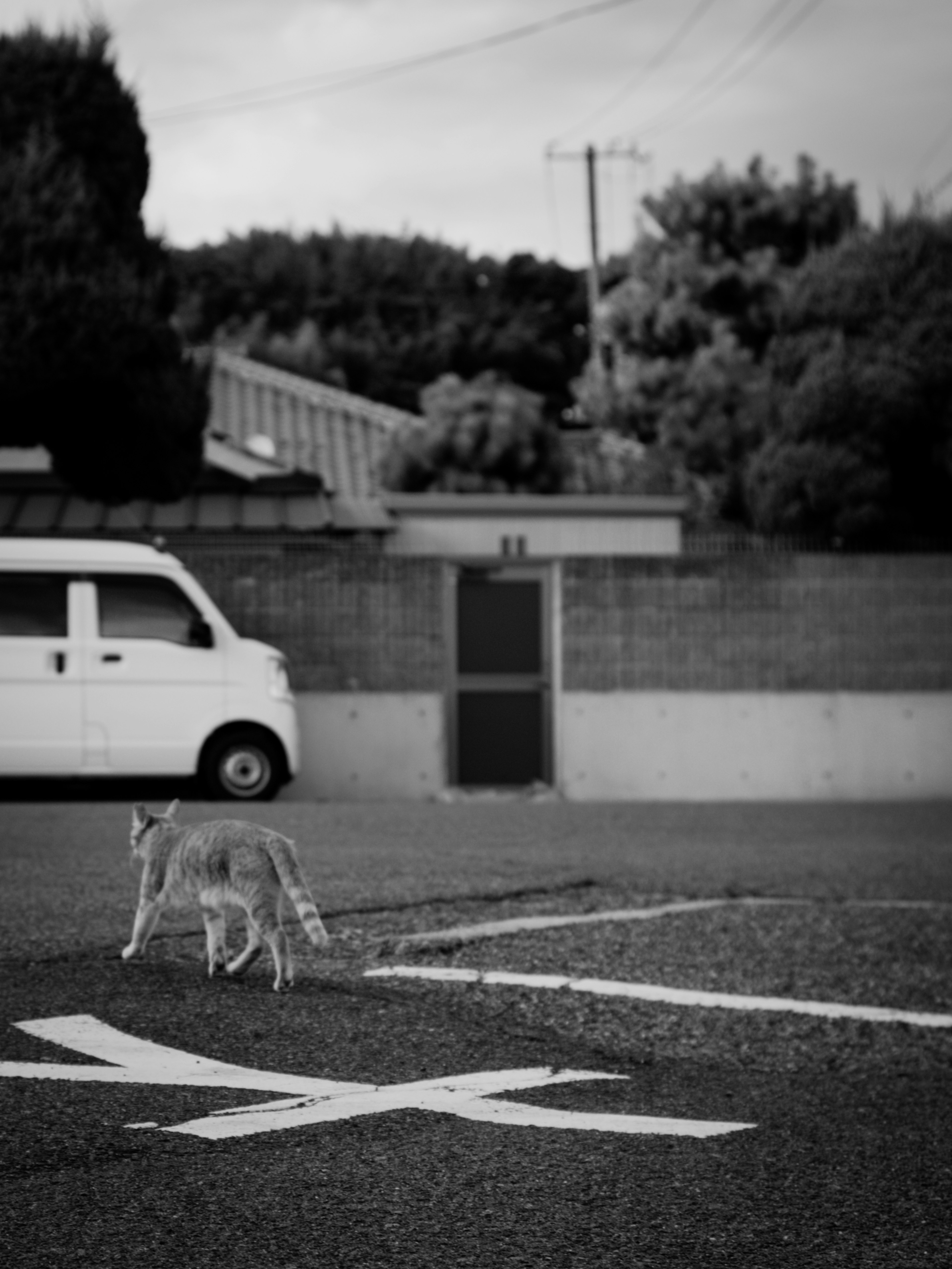 Ein Hund überquert eine Straße in einer schwarz-weiß Umgebung mit einem Fahrzeug im Hintergrund