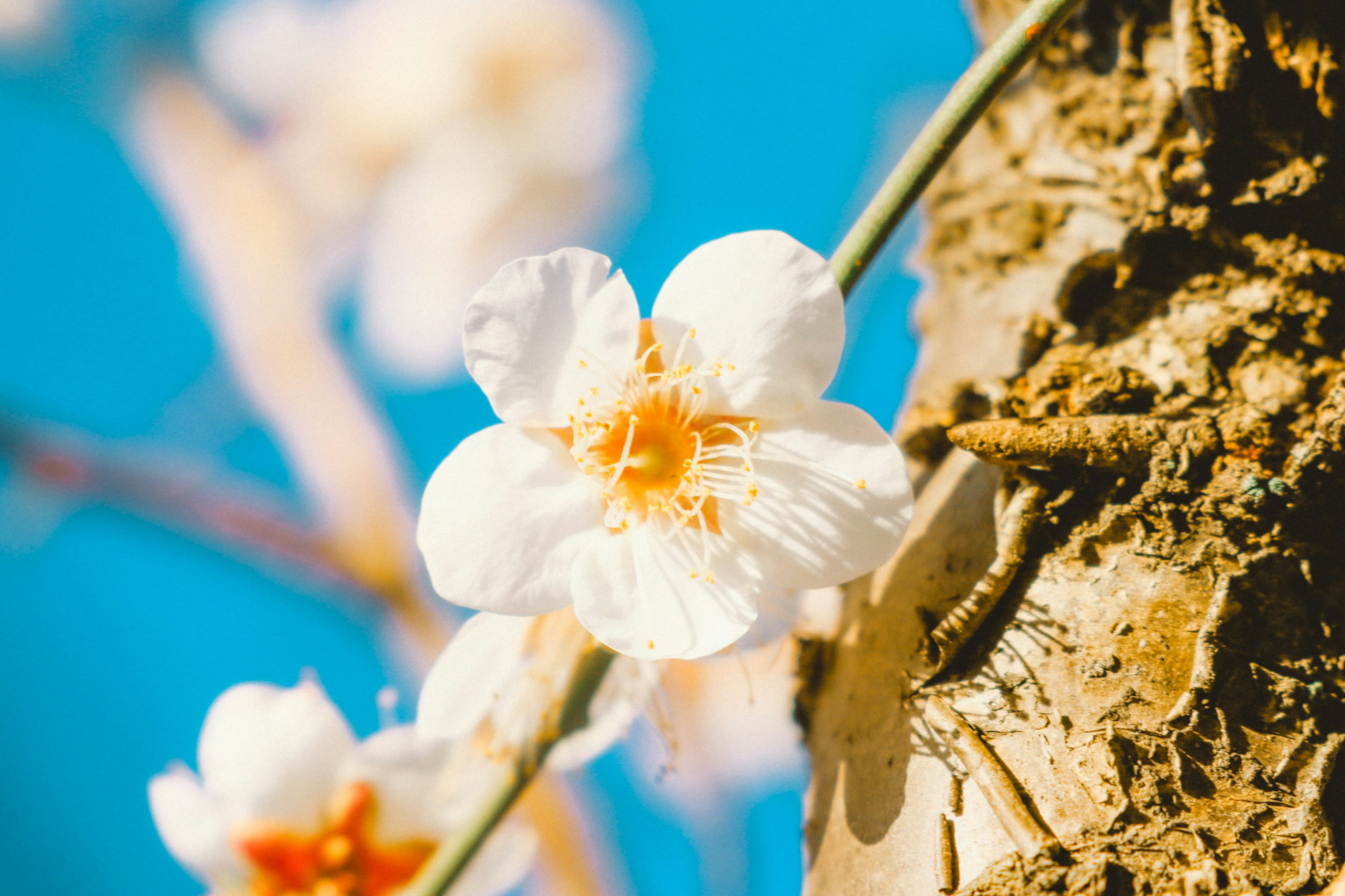 Flor blanca floreciendo contra un cielo azul con corteza de árbol