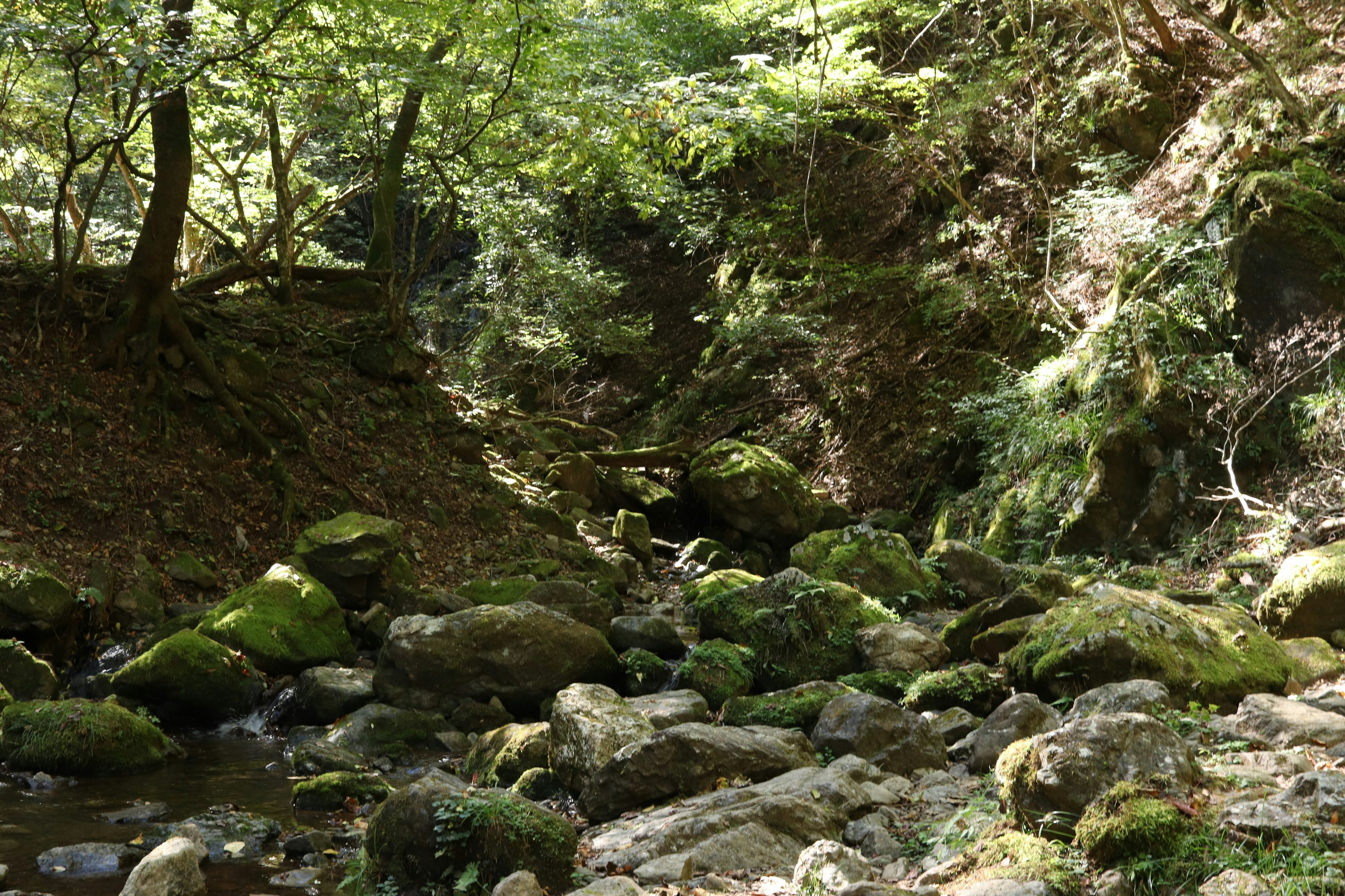 Un ruscello sereno che scorre attraverso una foresta lussureggiante con rocce coperte di muschio