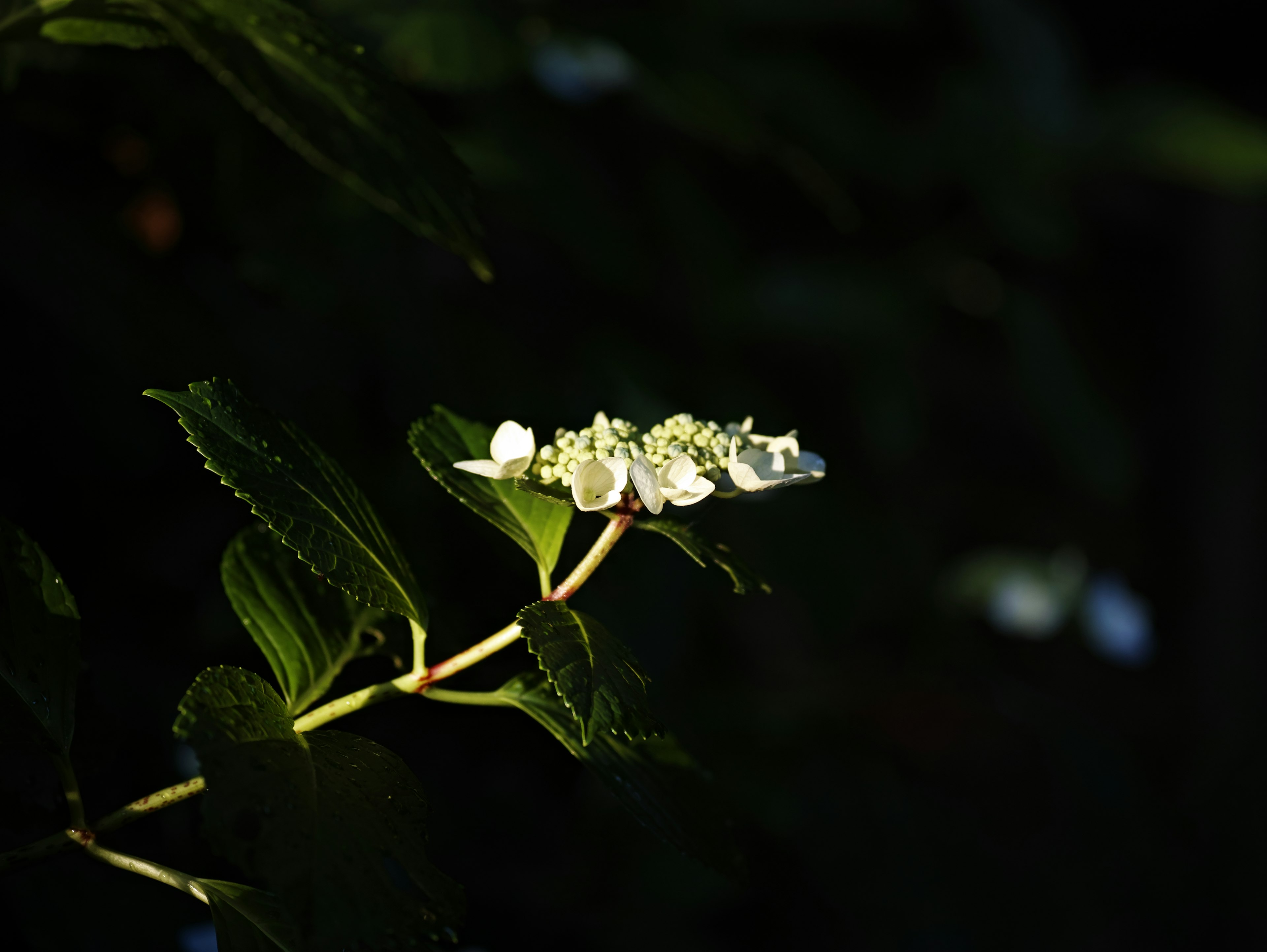 A delicate white flower with green leaves illuminated against a dark background