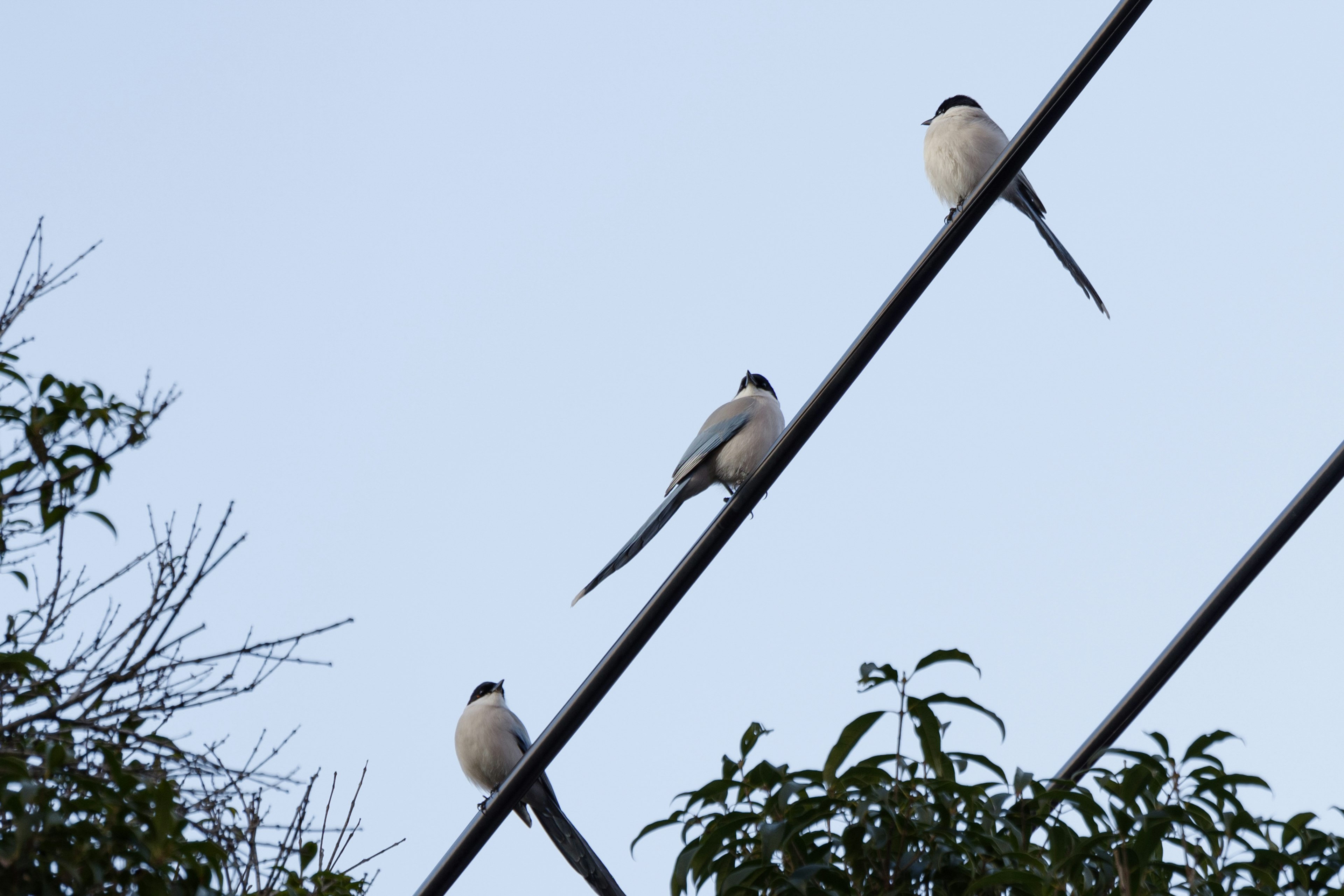 Three white birds perched on a power line against a blue sky