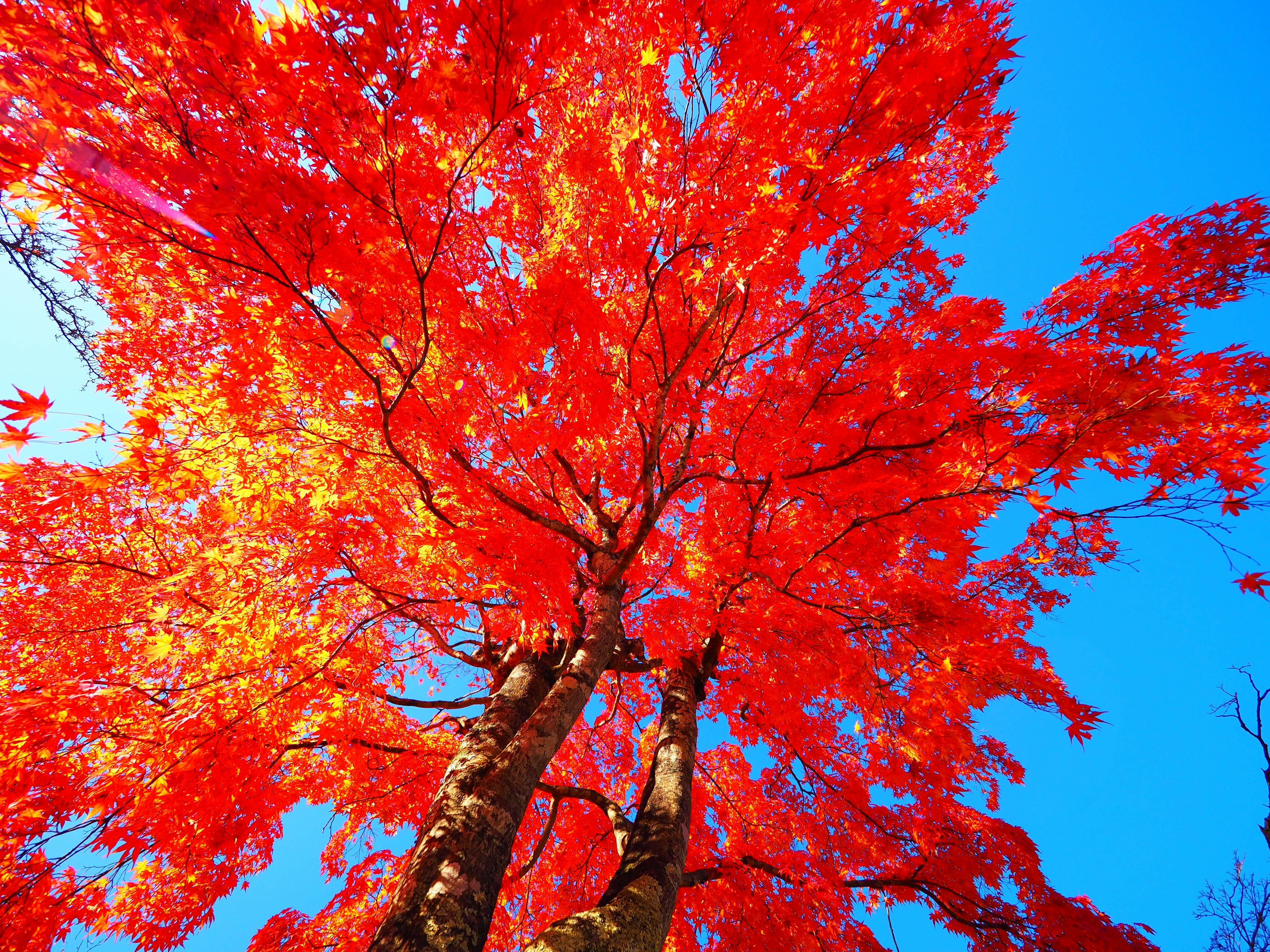 Vue en regardant vers le haut d'un arbre avec des feuilles rouges vives sur fond de ciel bleu