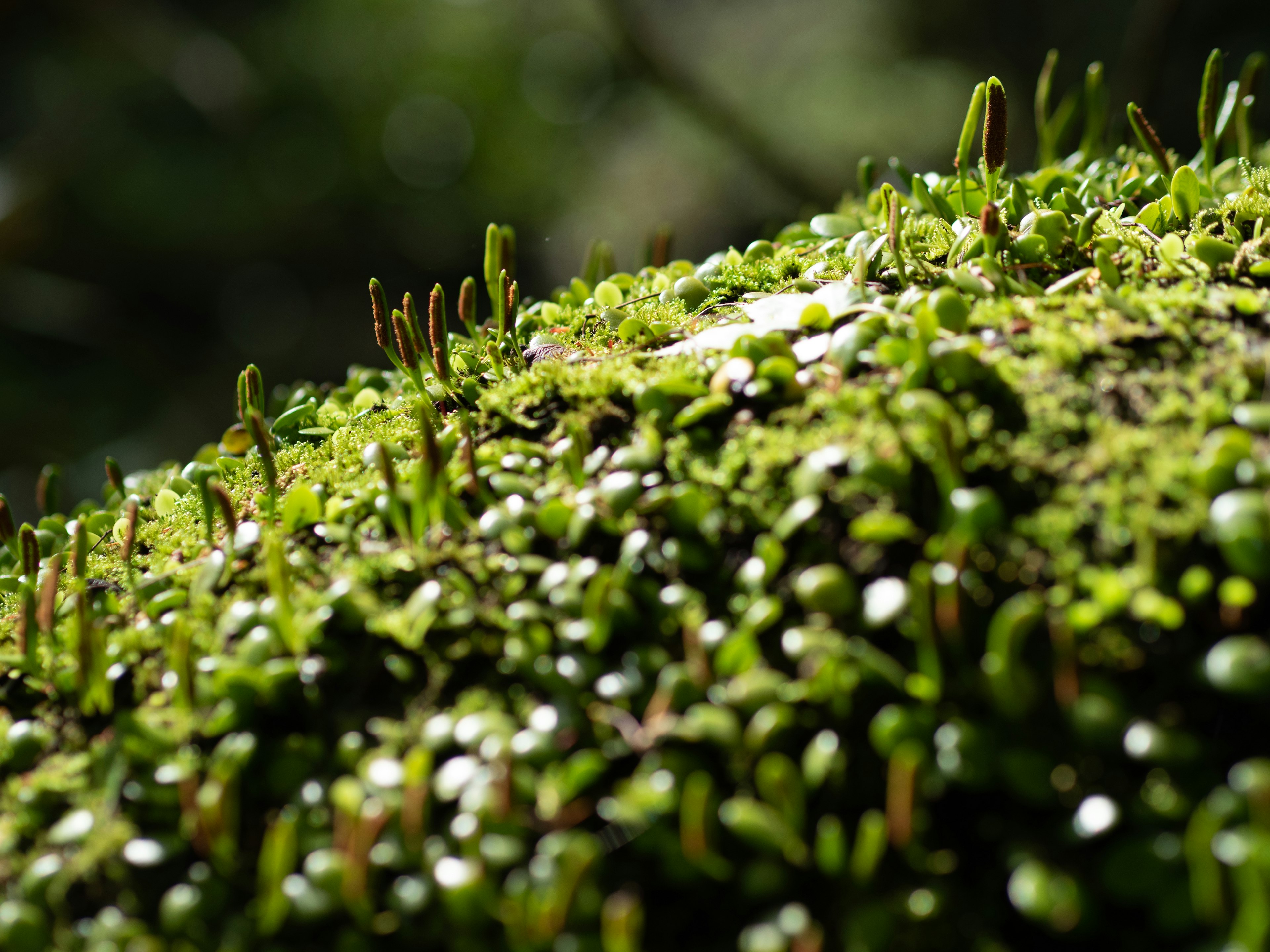 Close-up of green moss and small sprouts on a wet rock