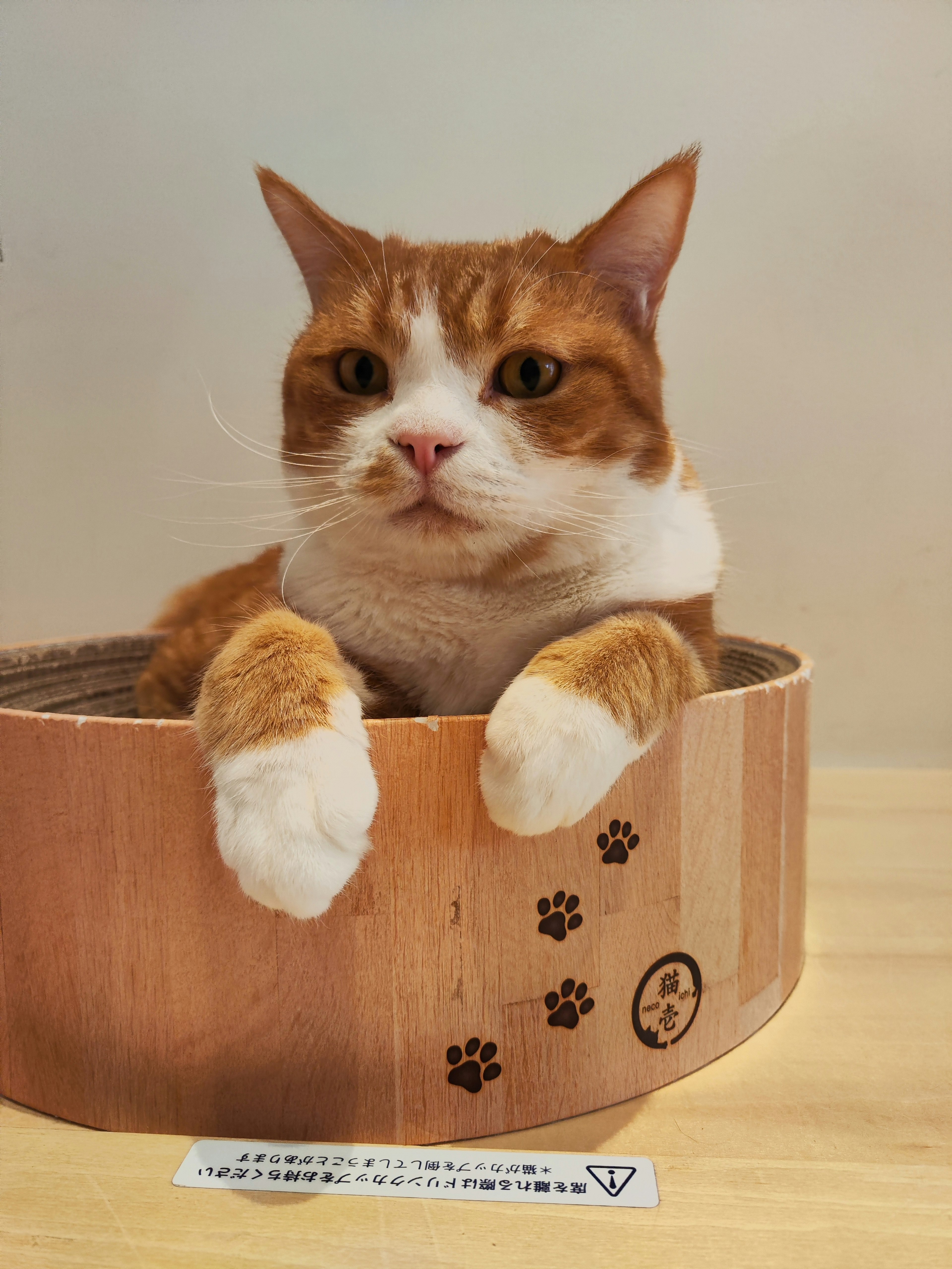 Chat orange et blanc regardant depuis un bol en bois