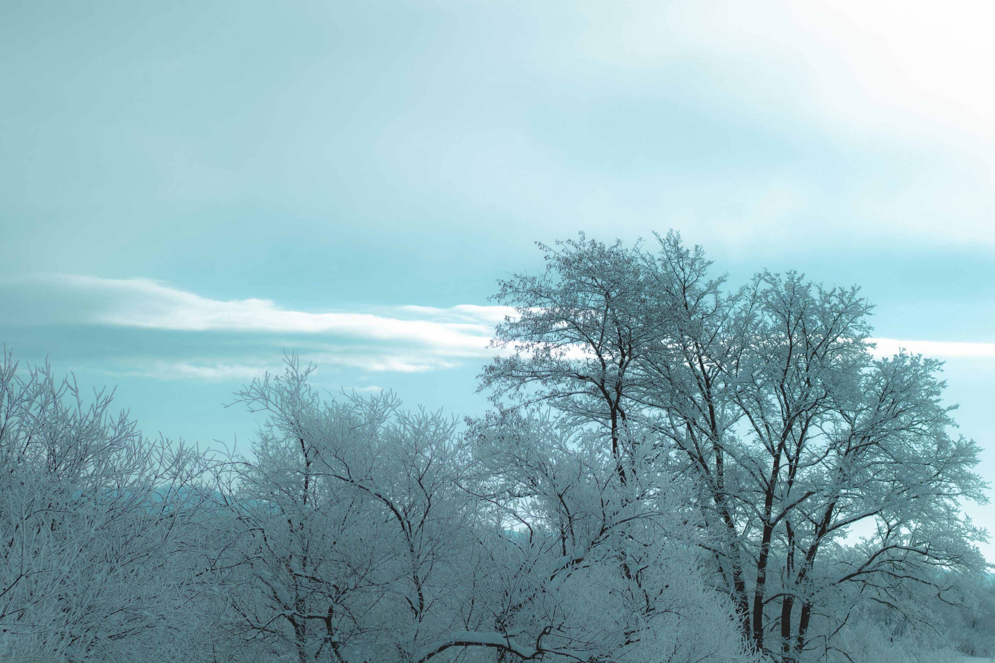 冬の雪に覆われた木々と青い空