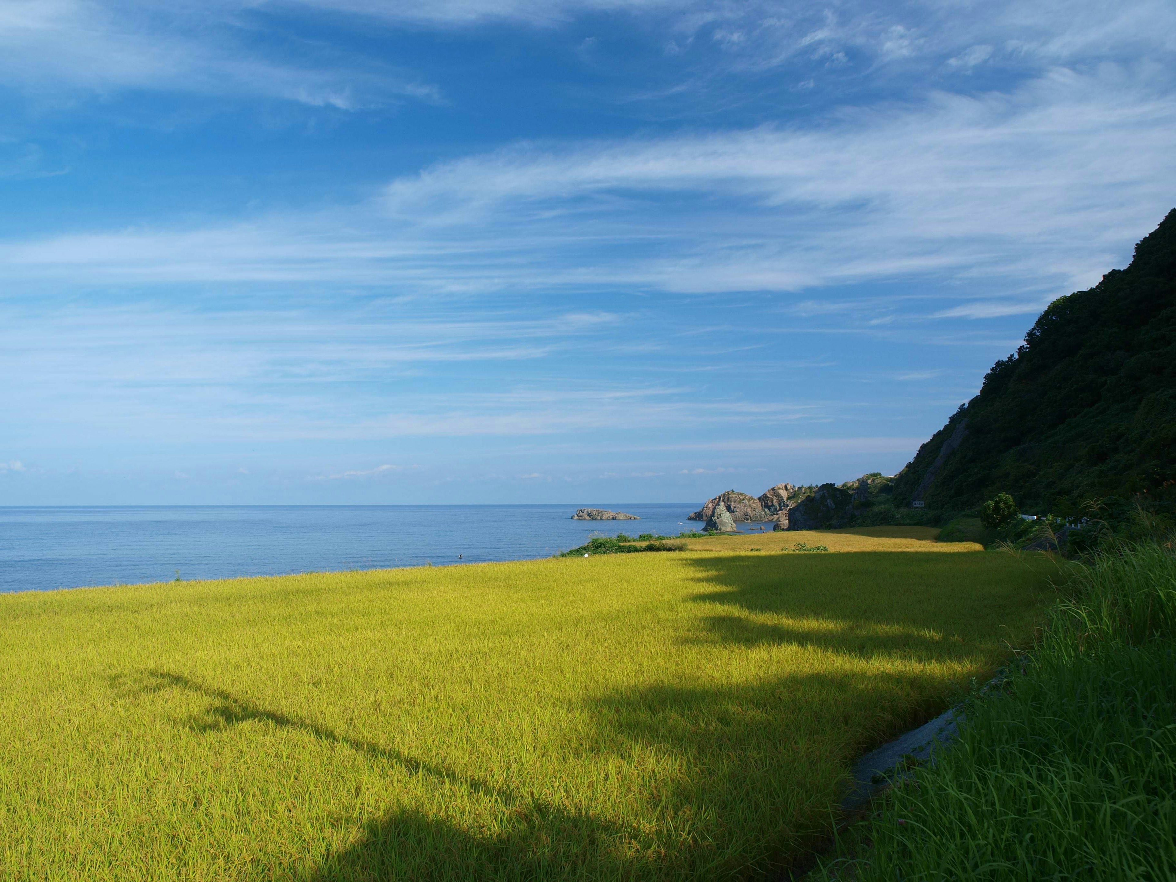 青空と海に囲まれた広大な稲穂の風景