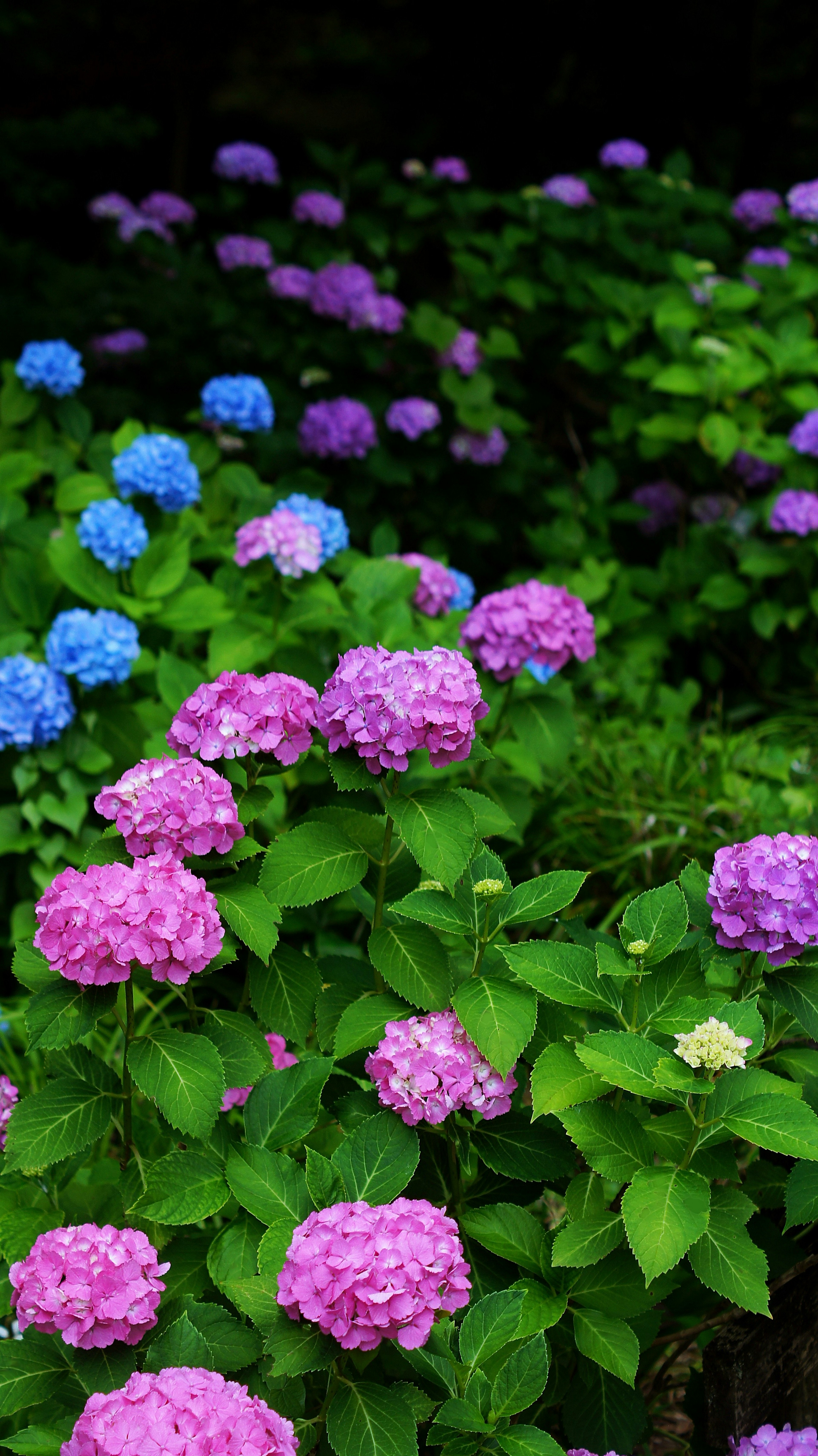 A vibrant display of pink and blue hydrangea flowers in a lush green setting