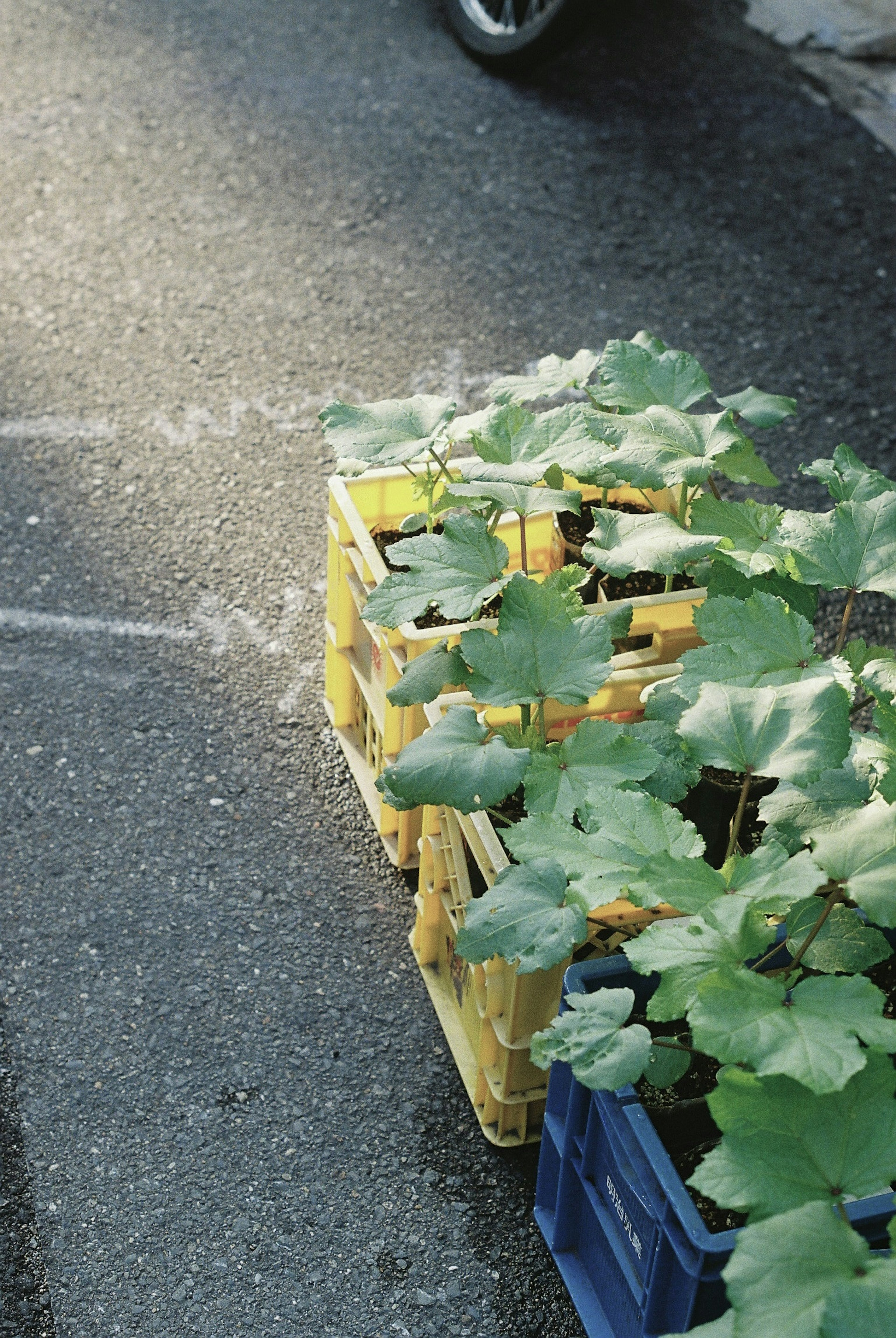 Plantas verdes creciendo en cajas de plástico amarillas y azules al lado de la carretera