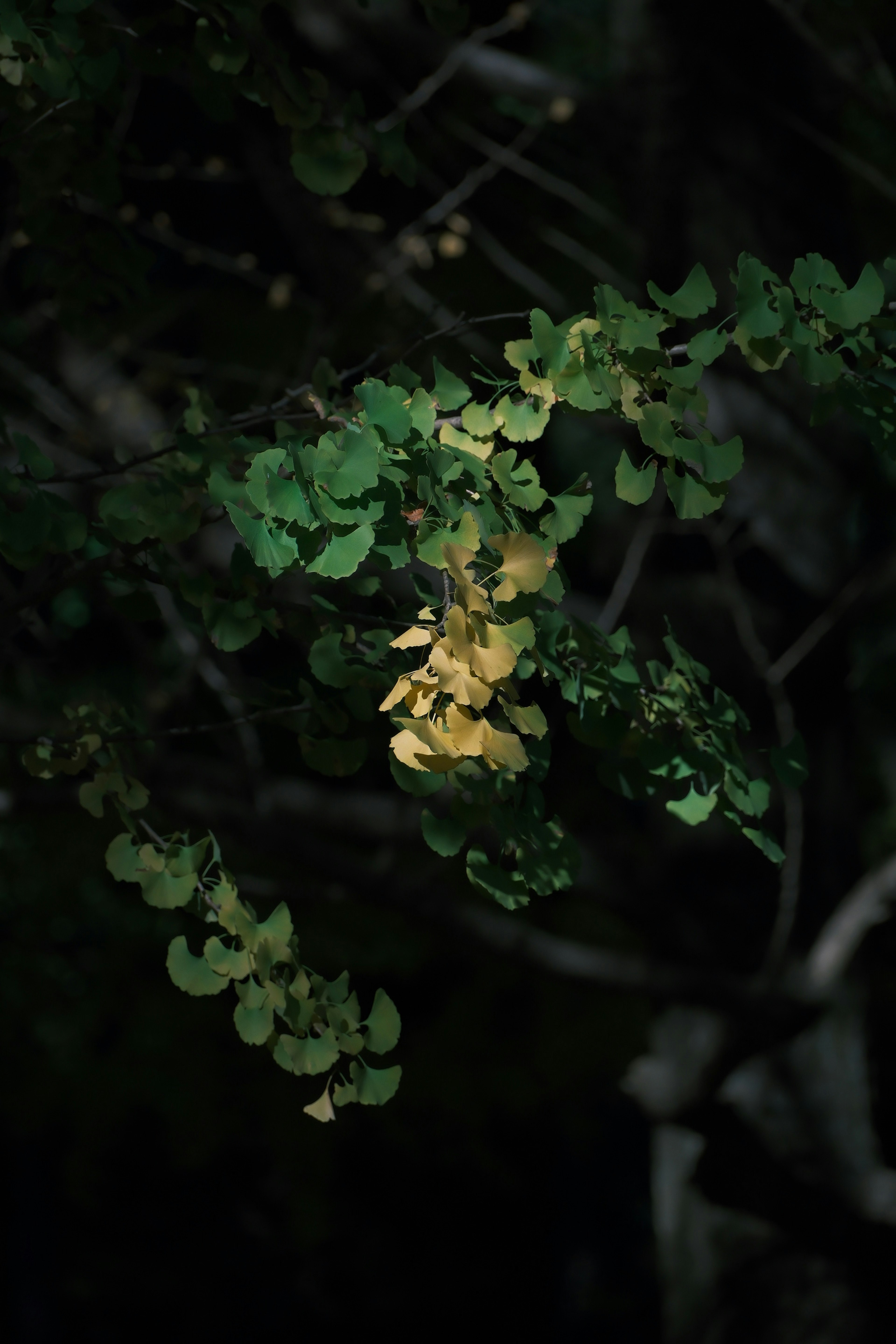 暗い背景に緑と黄色の葉が映える植物のクローズアップ