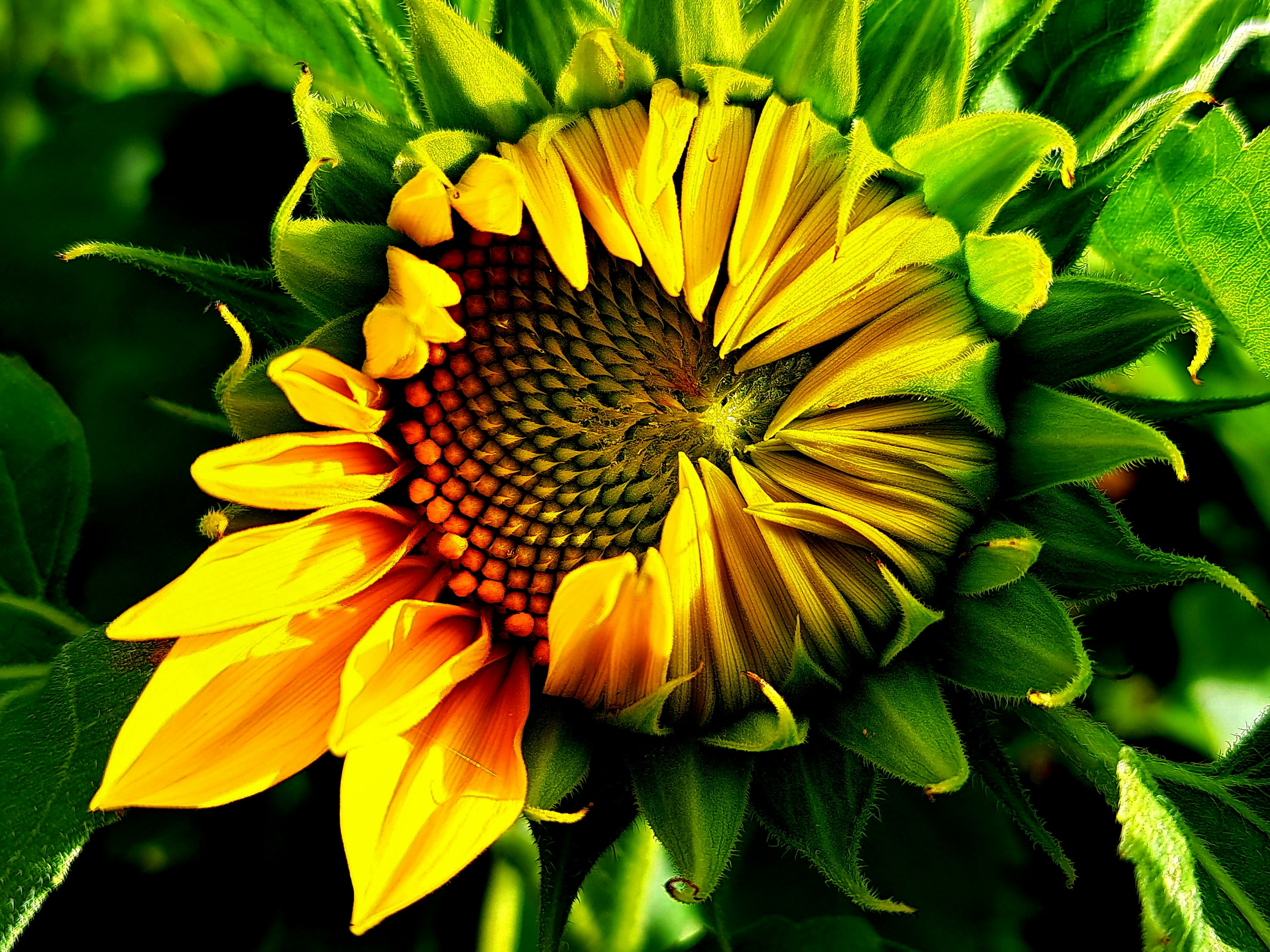 Sunflower bud partially blooming surrounded by green leaves with vibrant yellow petals