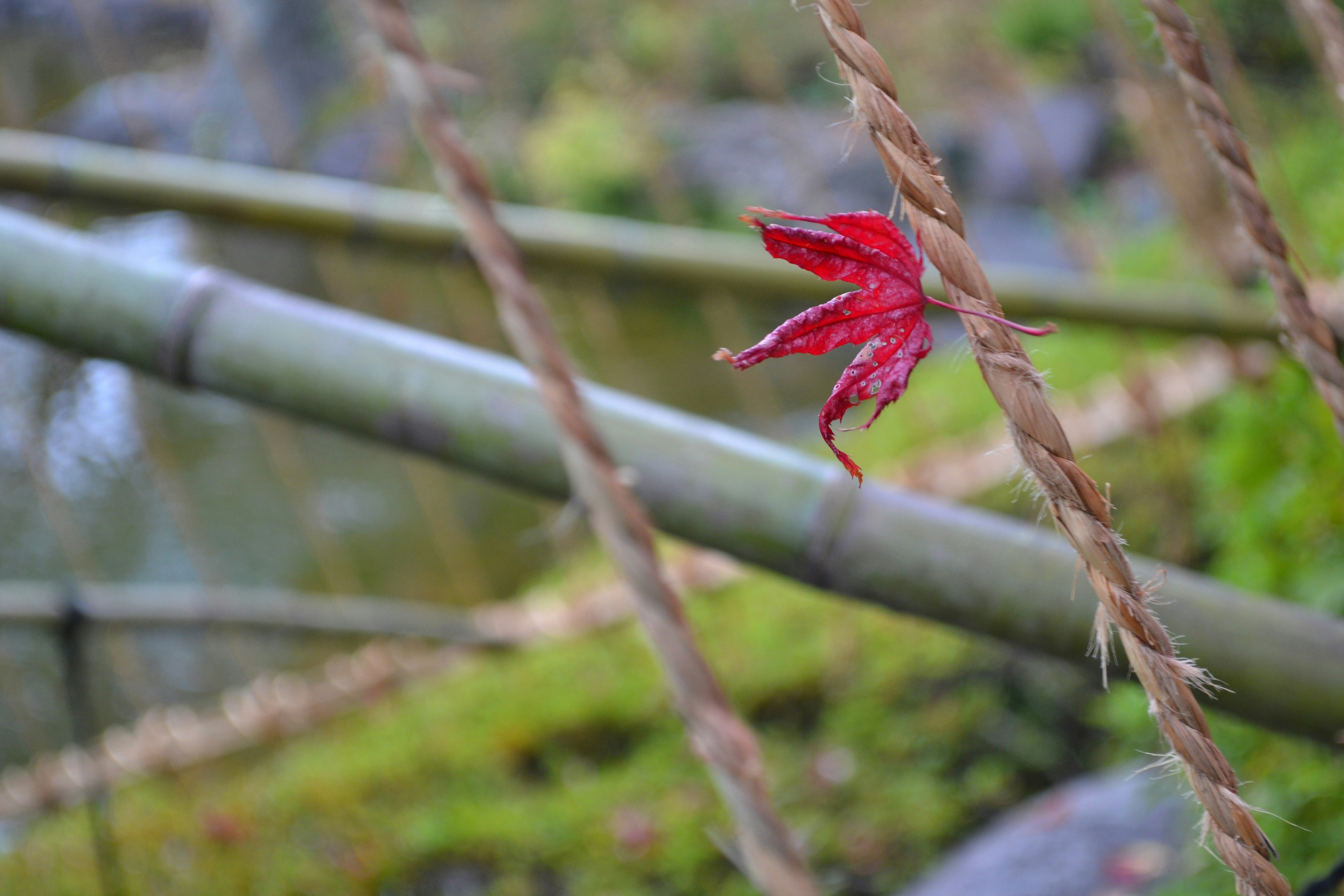 A red leaf caught on a rope with bamboo in the background