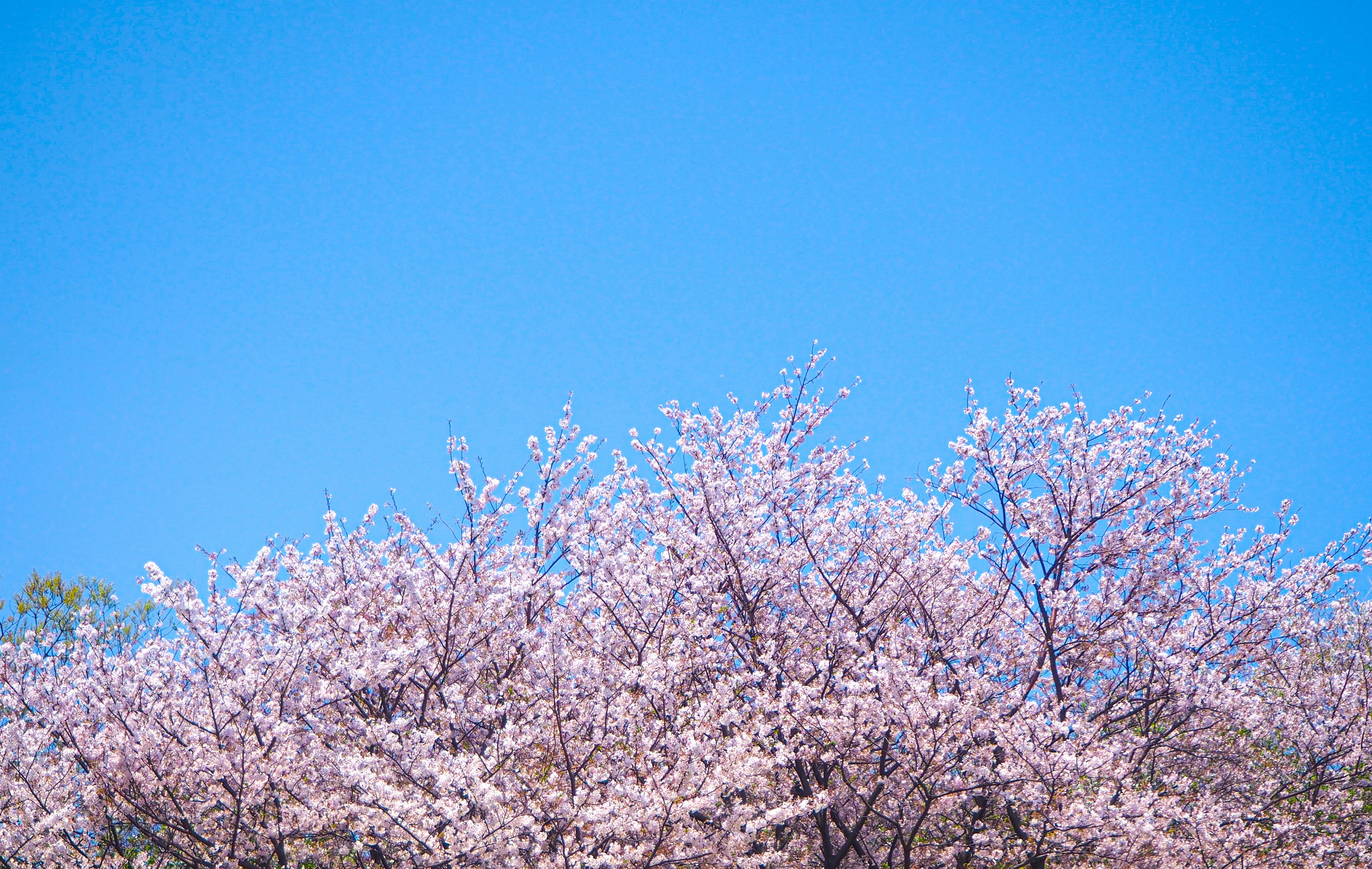 Cherry blossom trees in full bloom under a clear blue sky