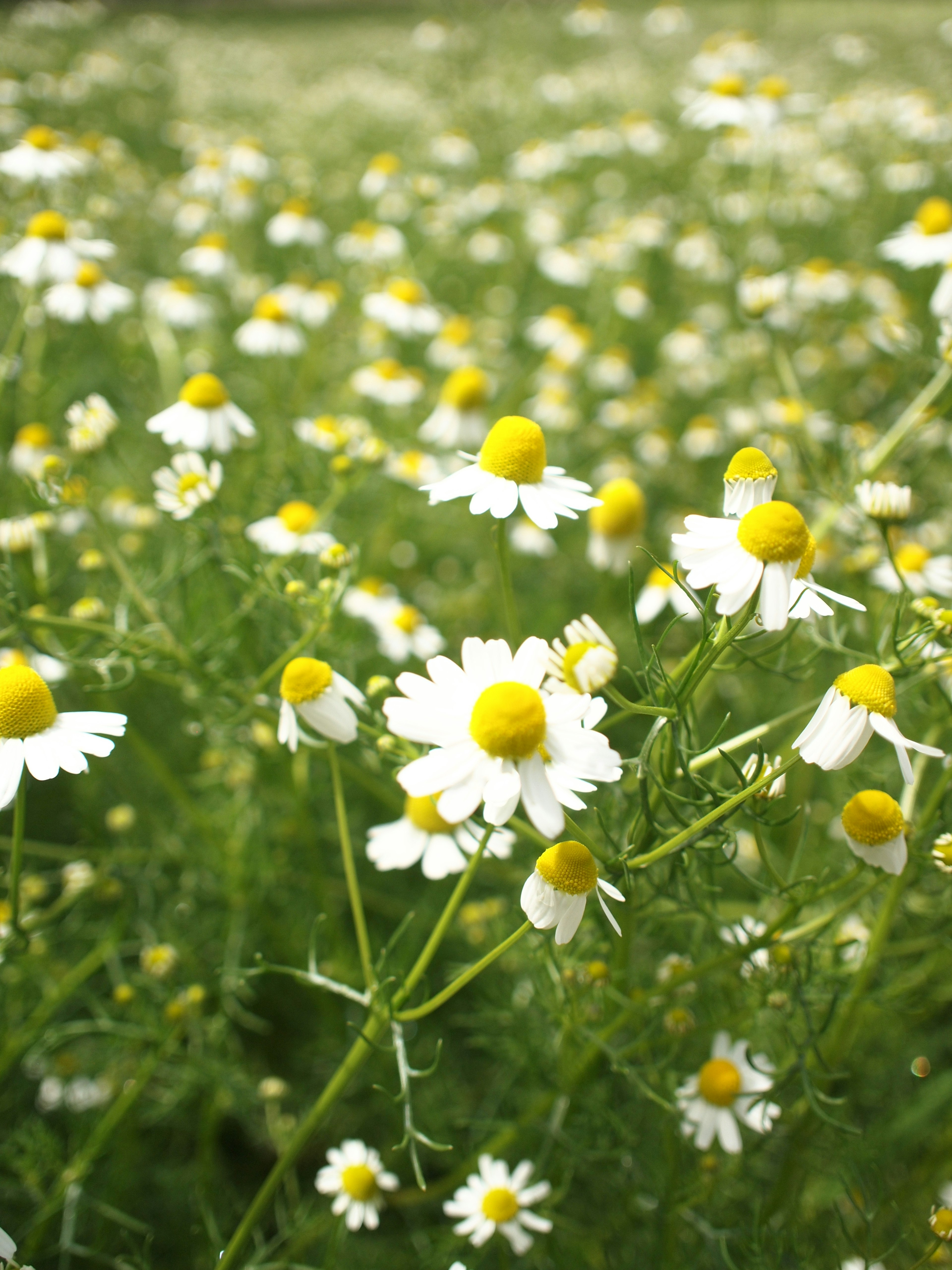 Ladang bunga chamomile dengan kelopak putih dan pusat kuning