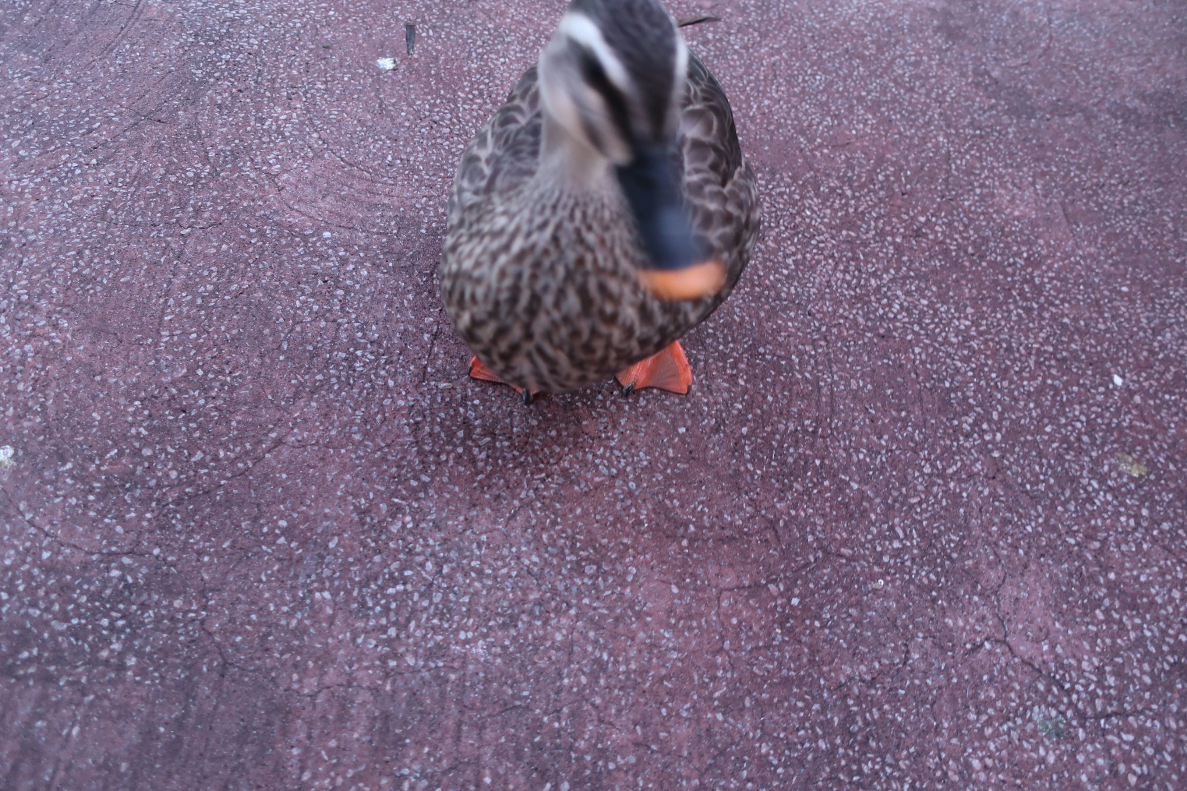 A duck spinning around on the ground