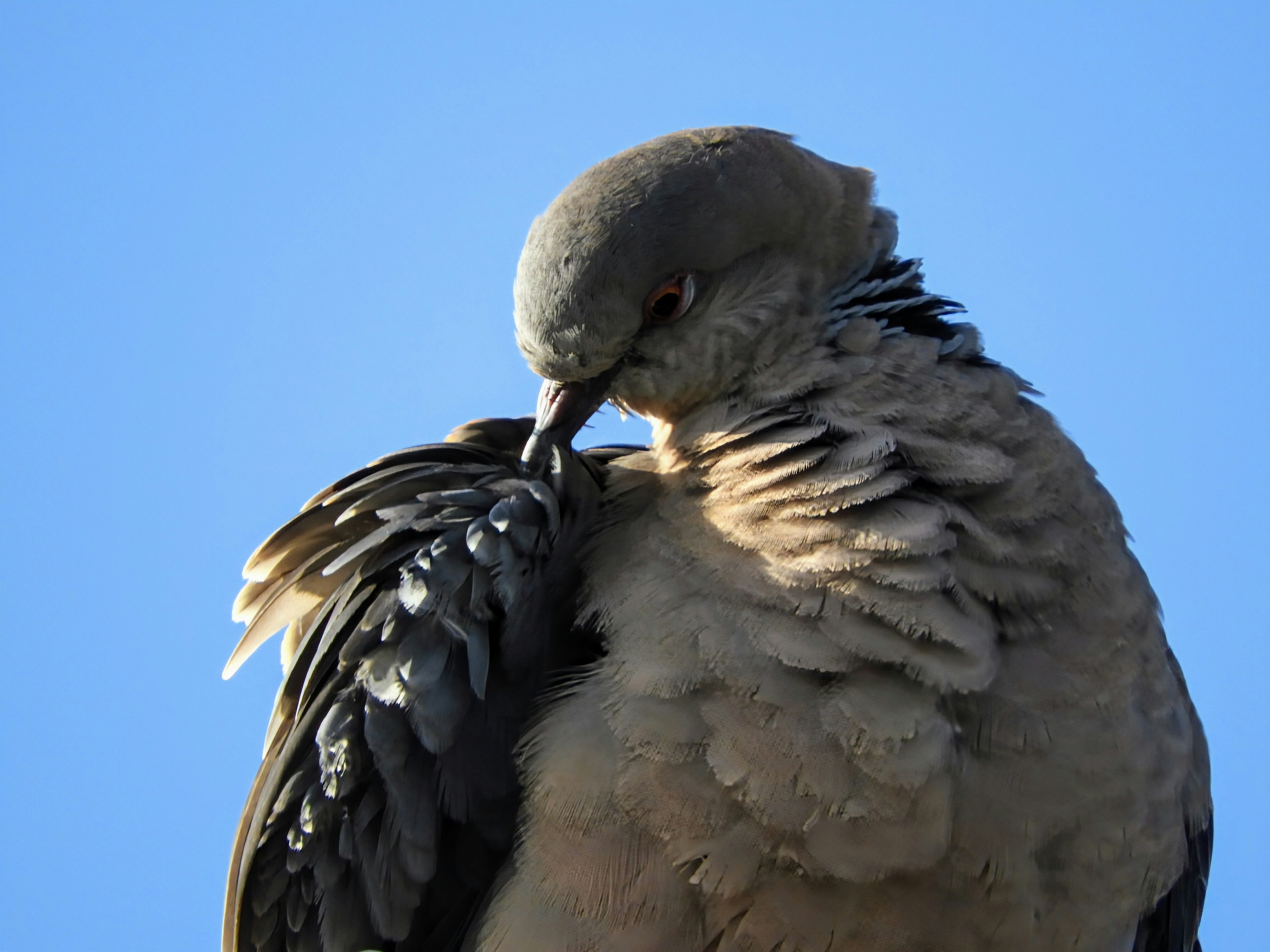 A bird preening its feathers against a blue sky