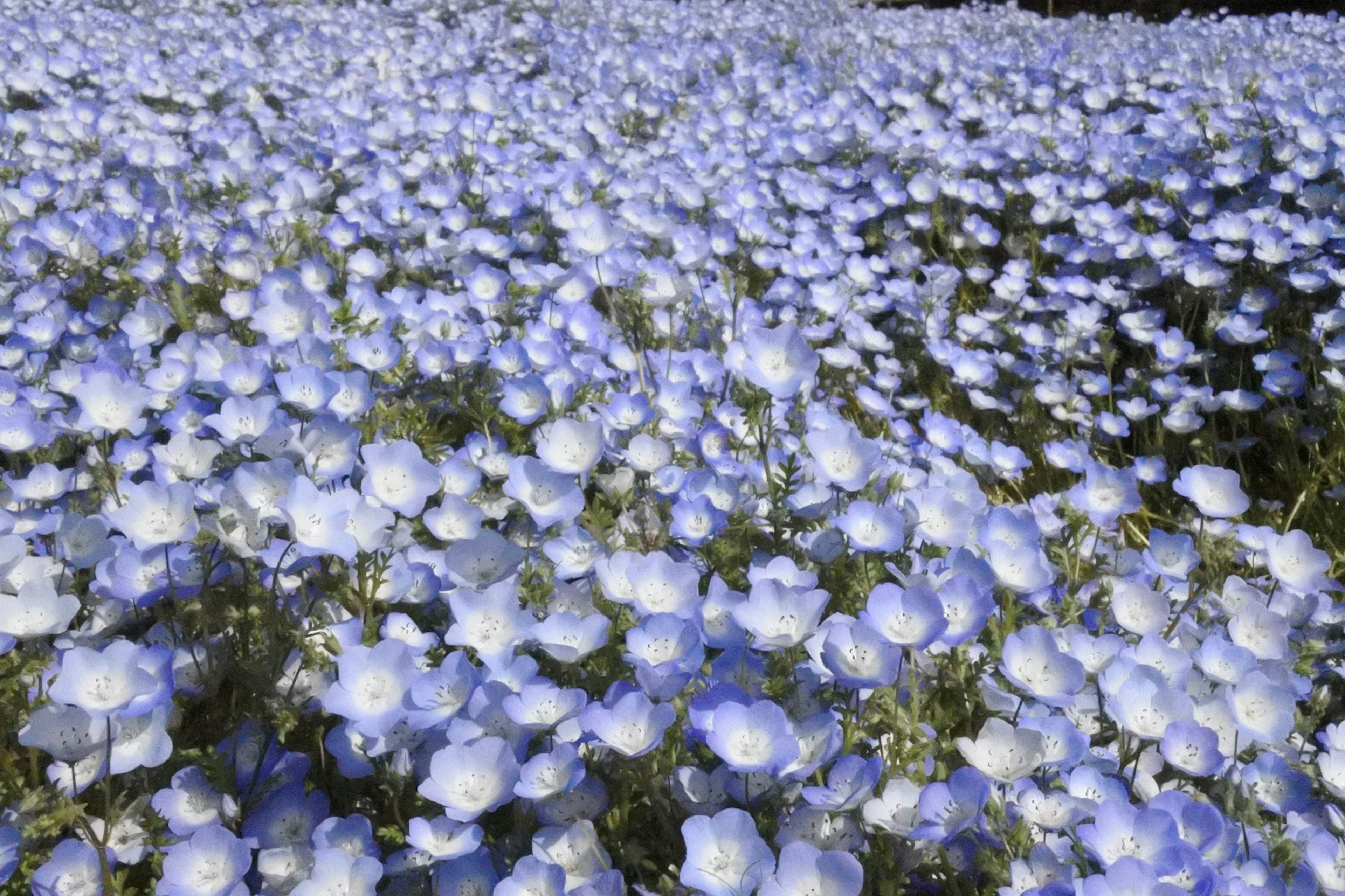 Vaste champ de fleurs bleues