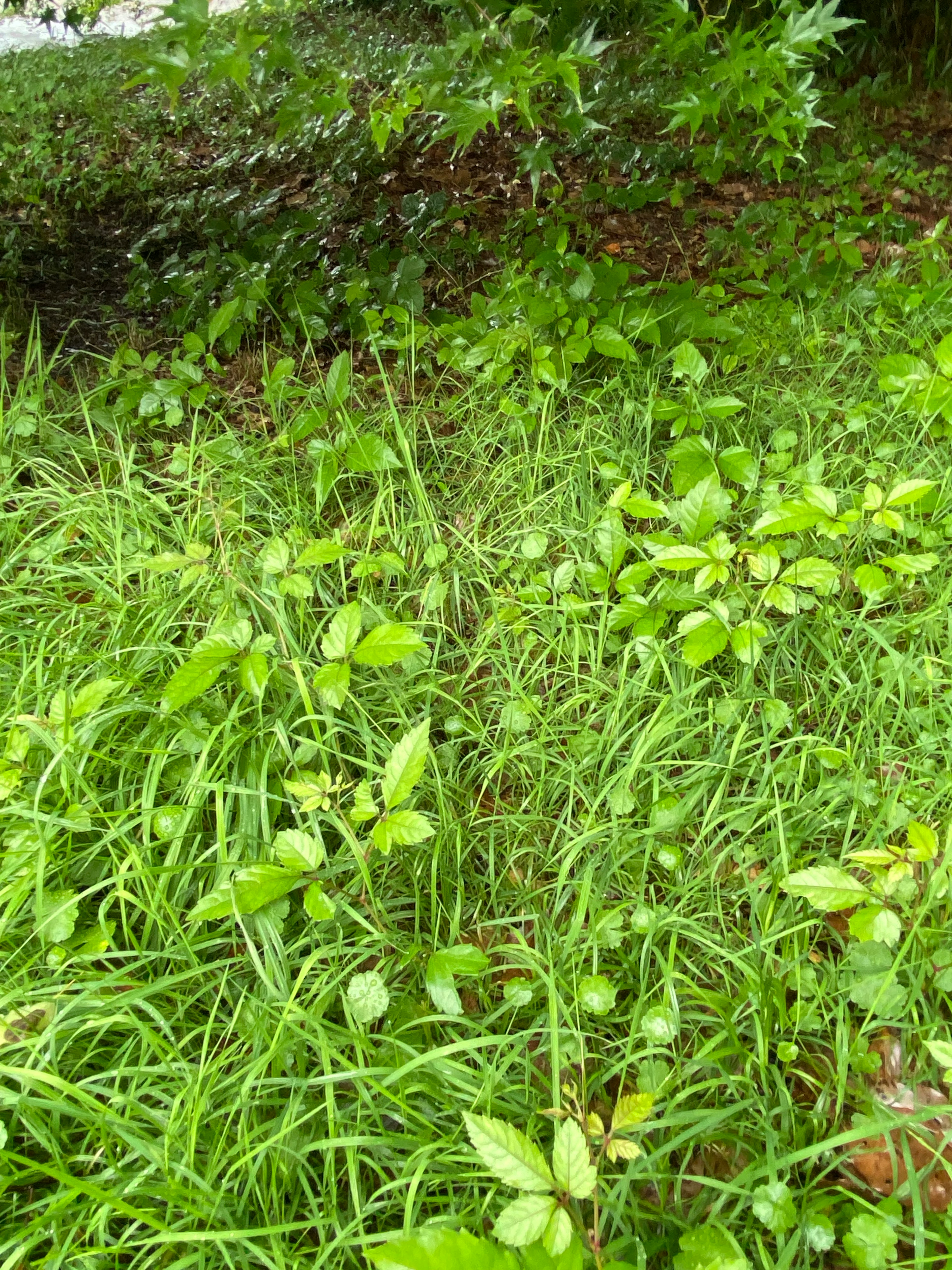 緑の草と葉が生い茂る風景