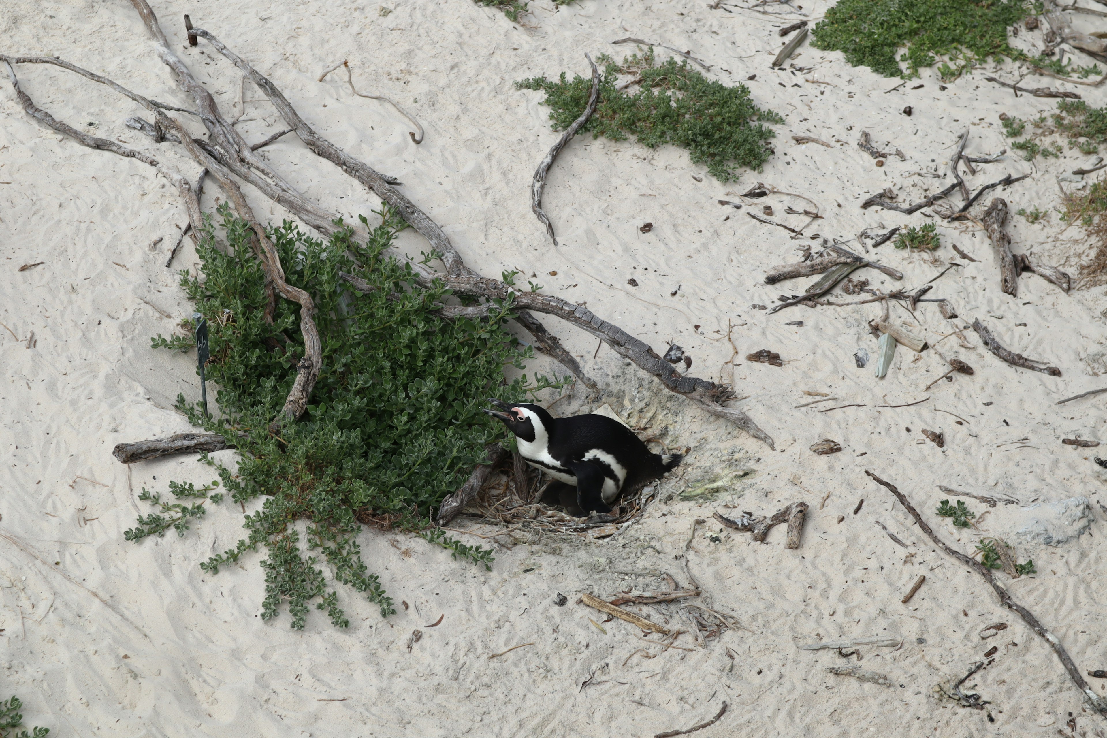 Penguin nest on sandy beach surrounded by vegetation and branches