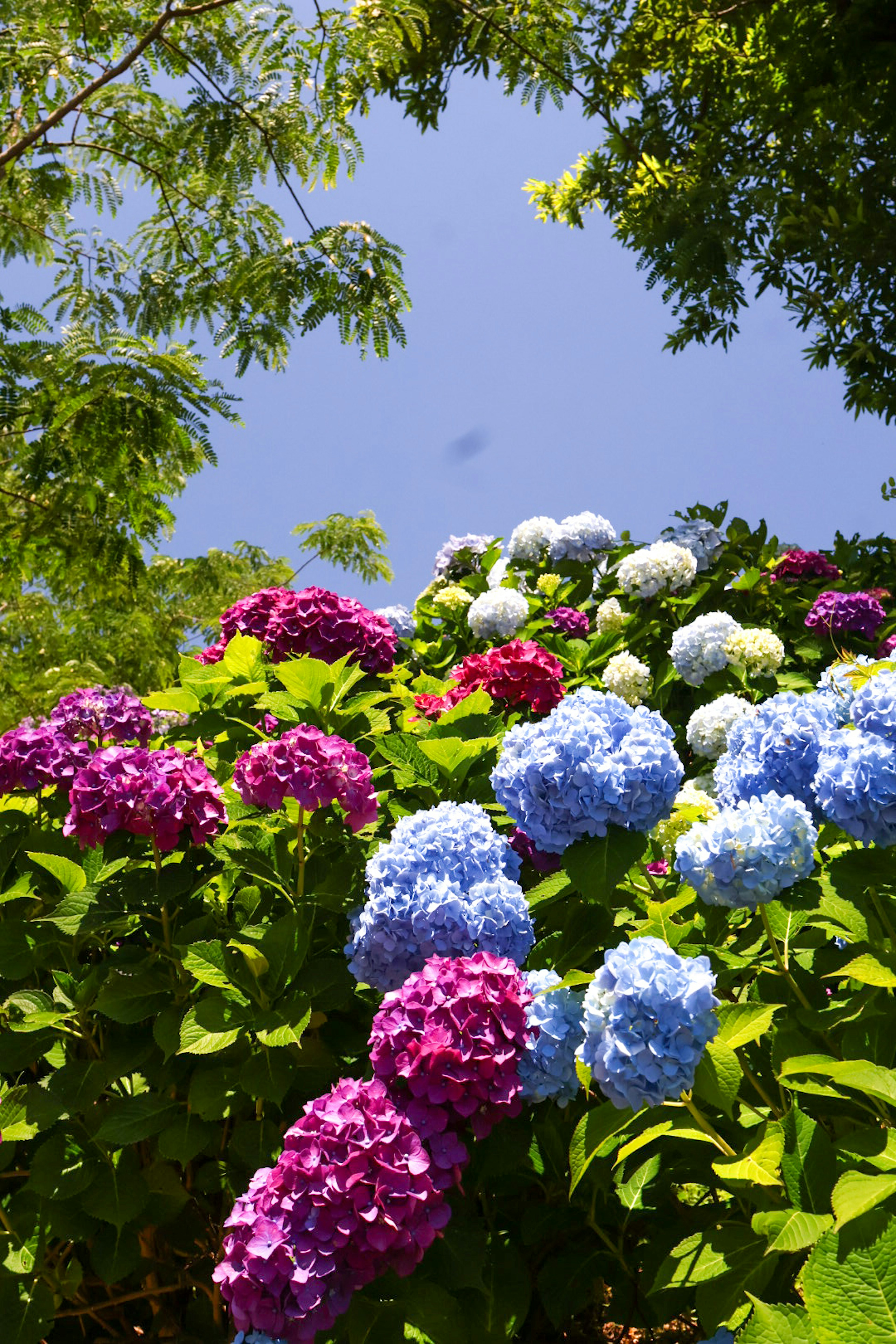 Lebendige blaue und lila Hortensienblüten blühen vor einem klaren Himmel