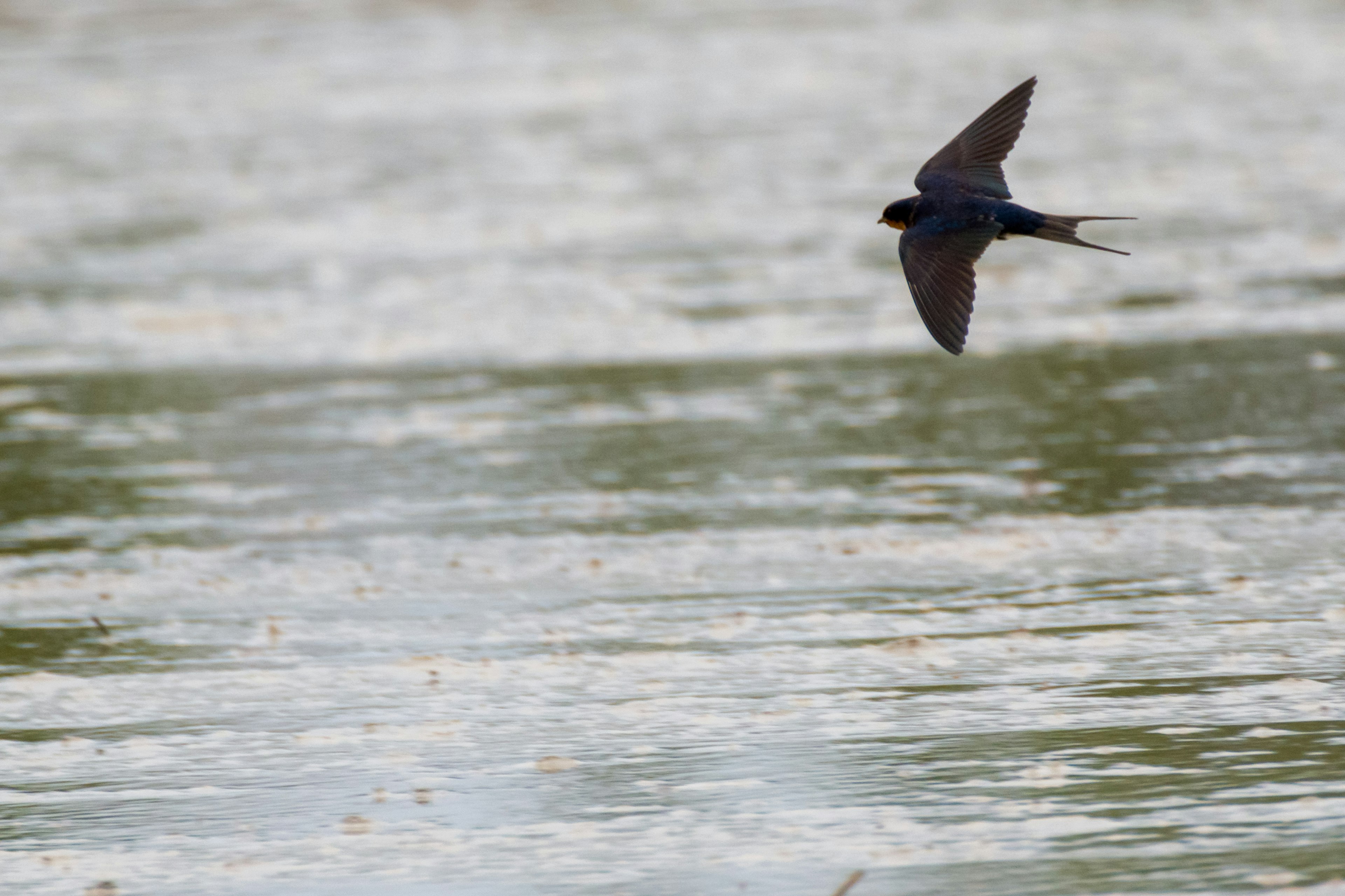 A small bird flying over the water surface