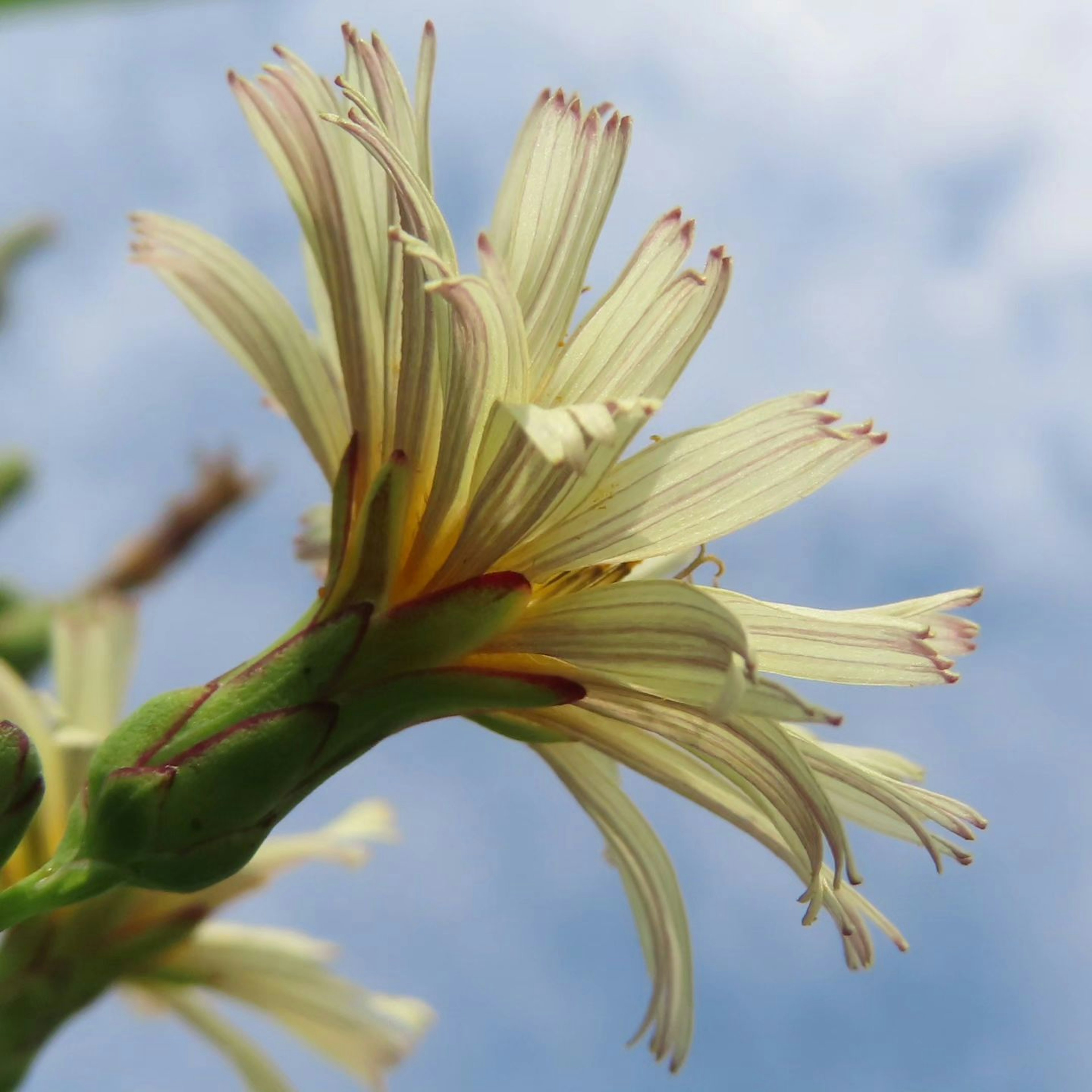 Nahaufnahme einer Pflanzenblume mit auffälligen gelben Blütenblättern