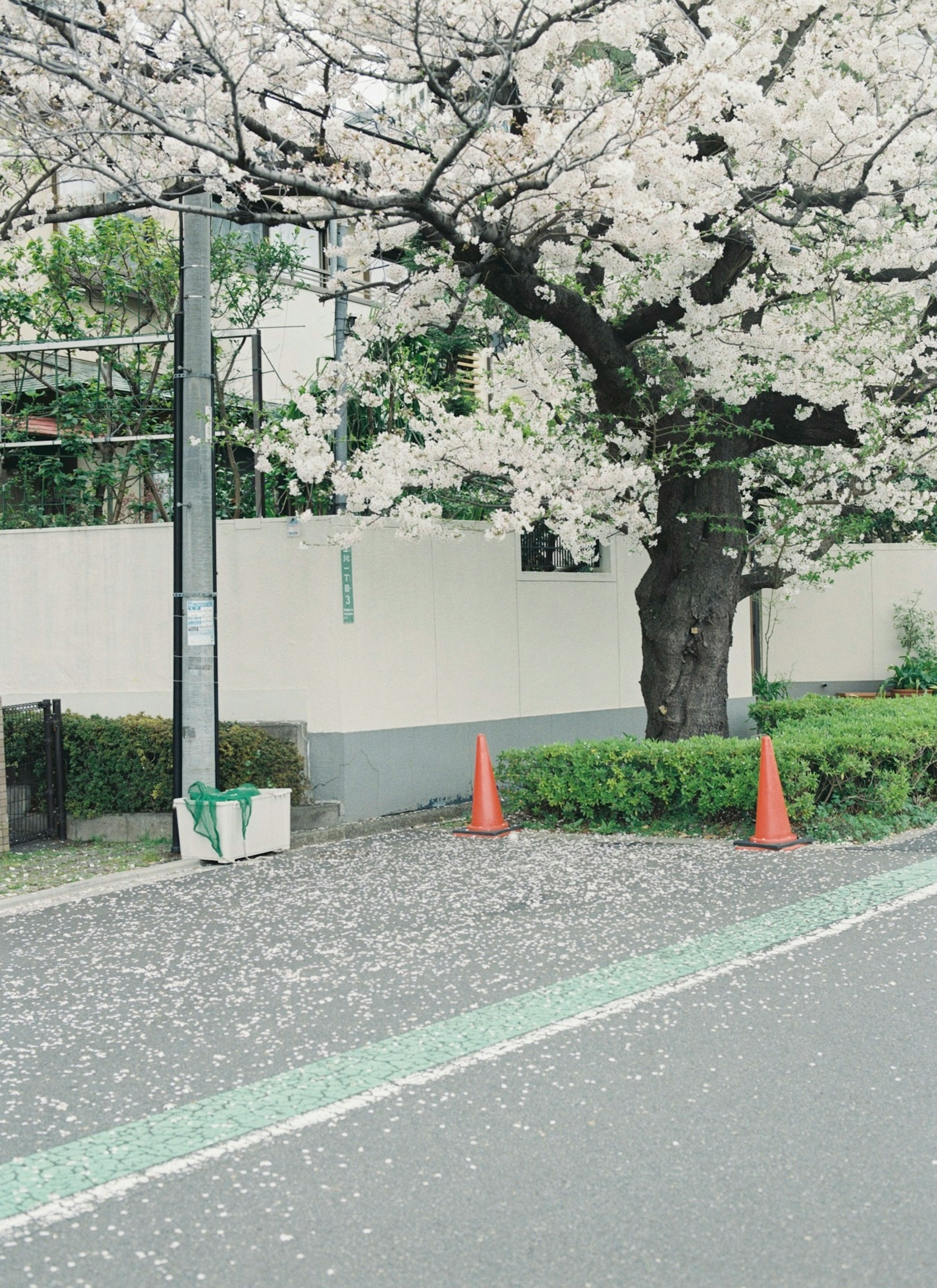 桜の花びらが散る道沿いの桜の木とオレンジのコーン