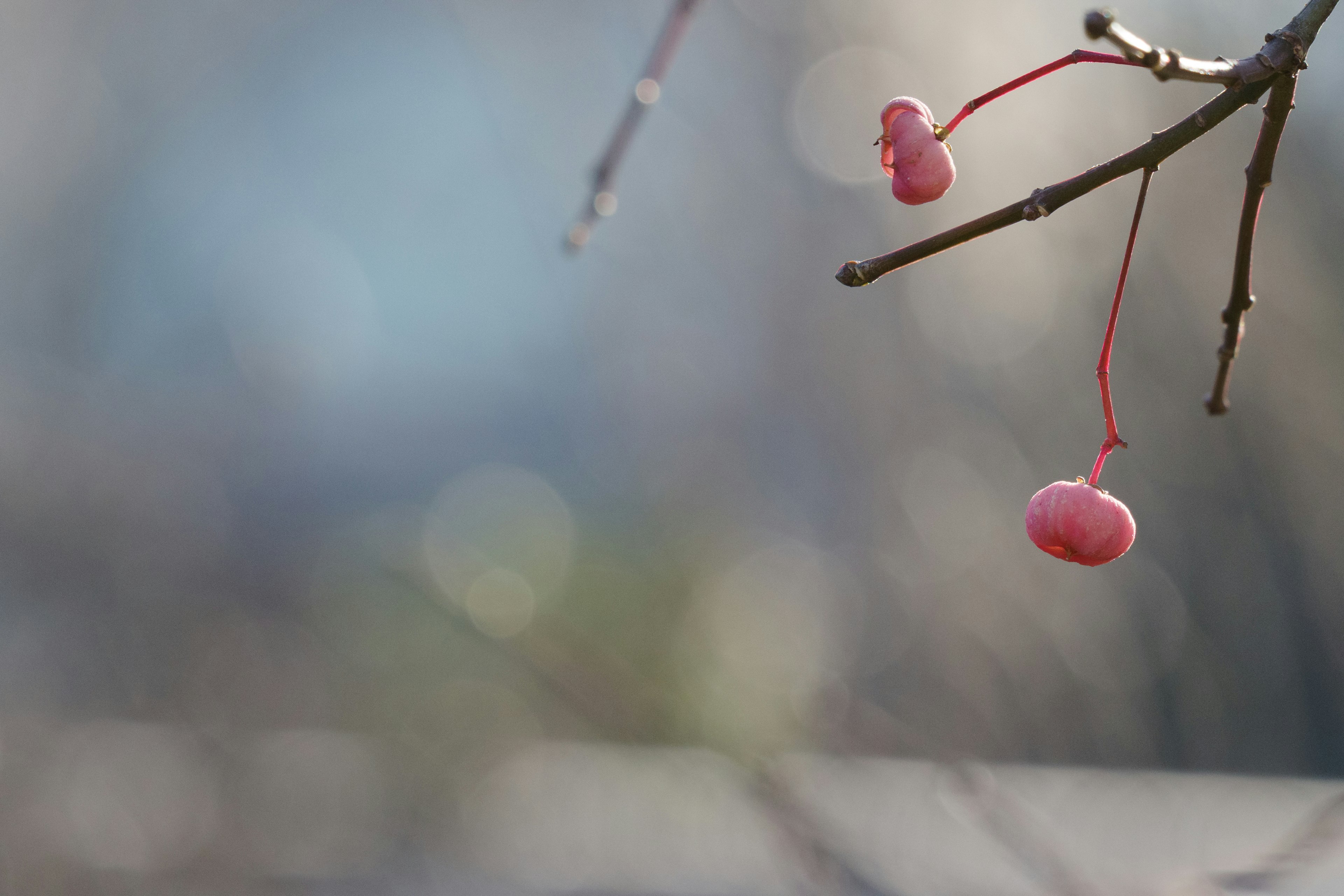 Une branche avec de petits fruits rouges sur un fond aux teintes douces