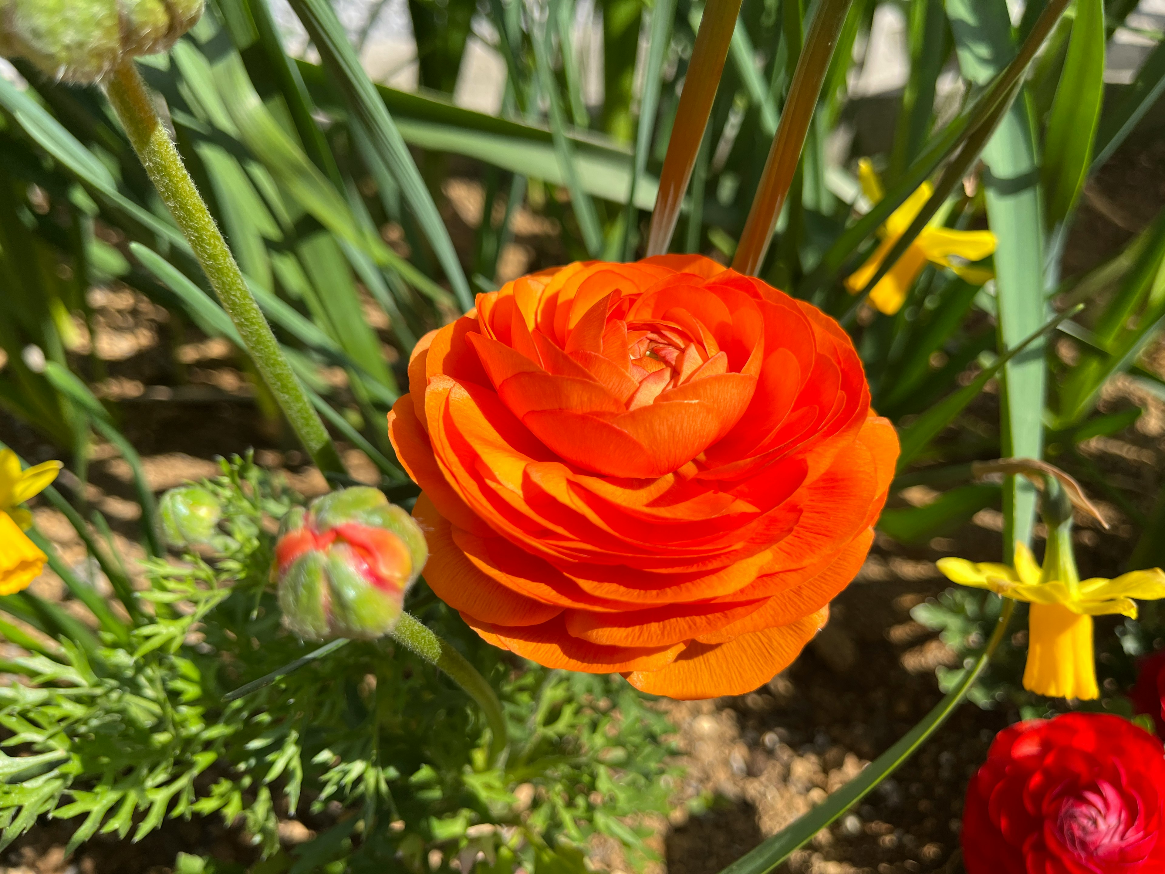 A vibrant orange ranunculus flower in bloom