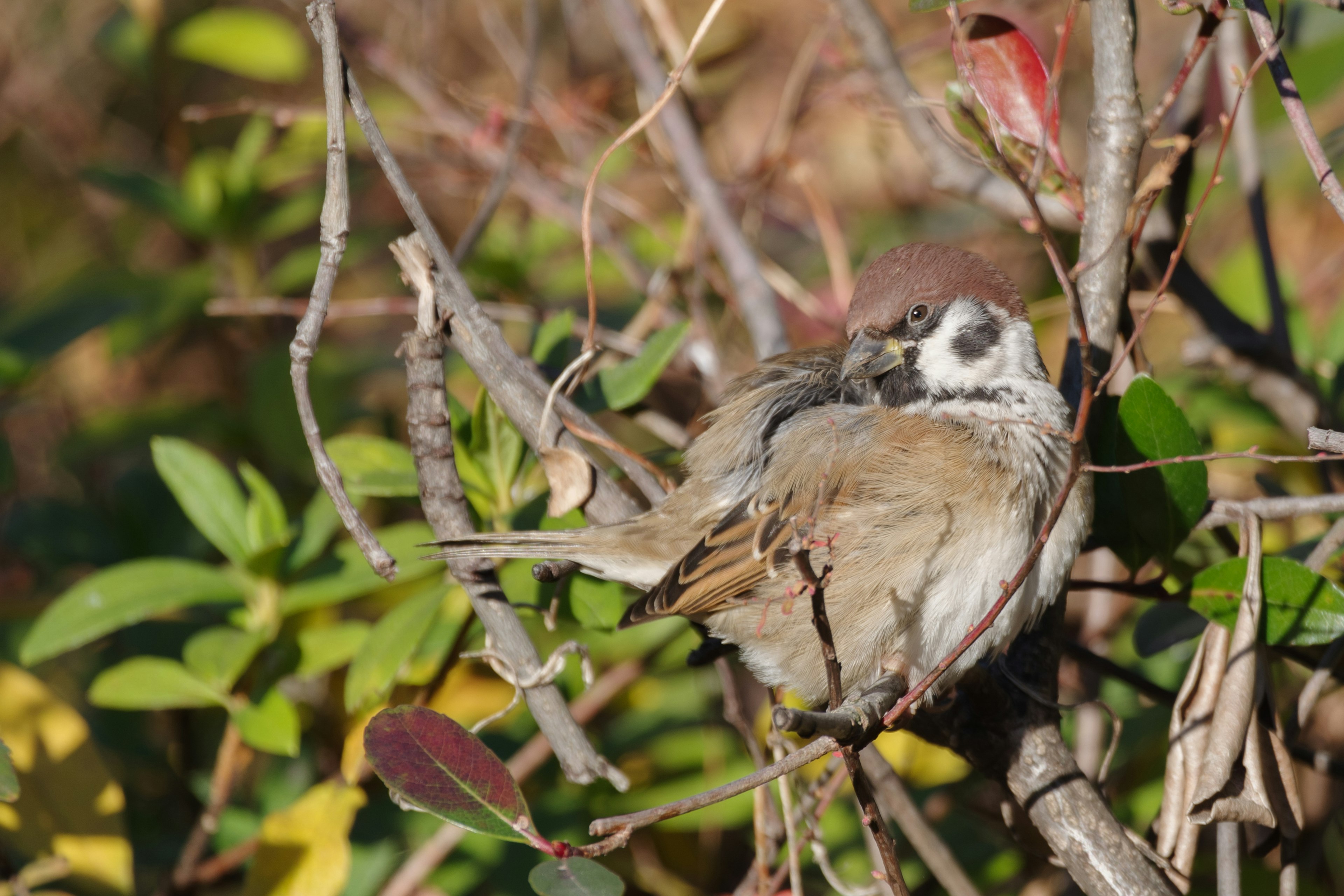 A small bird perched on a branch amidst foliage