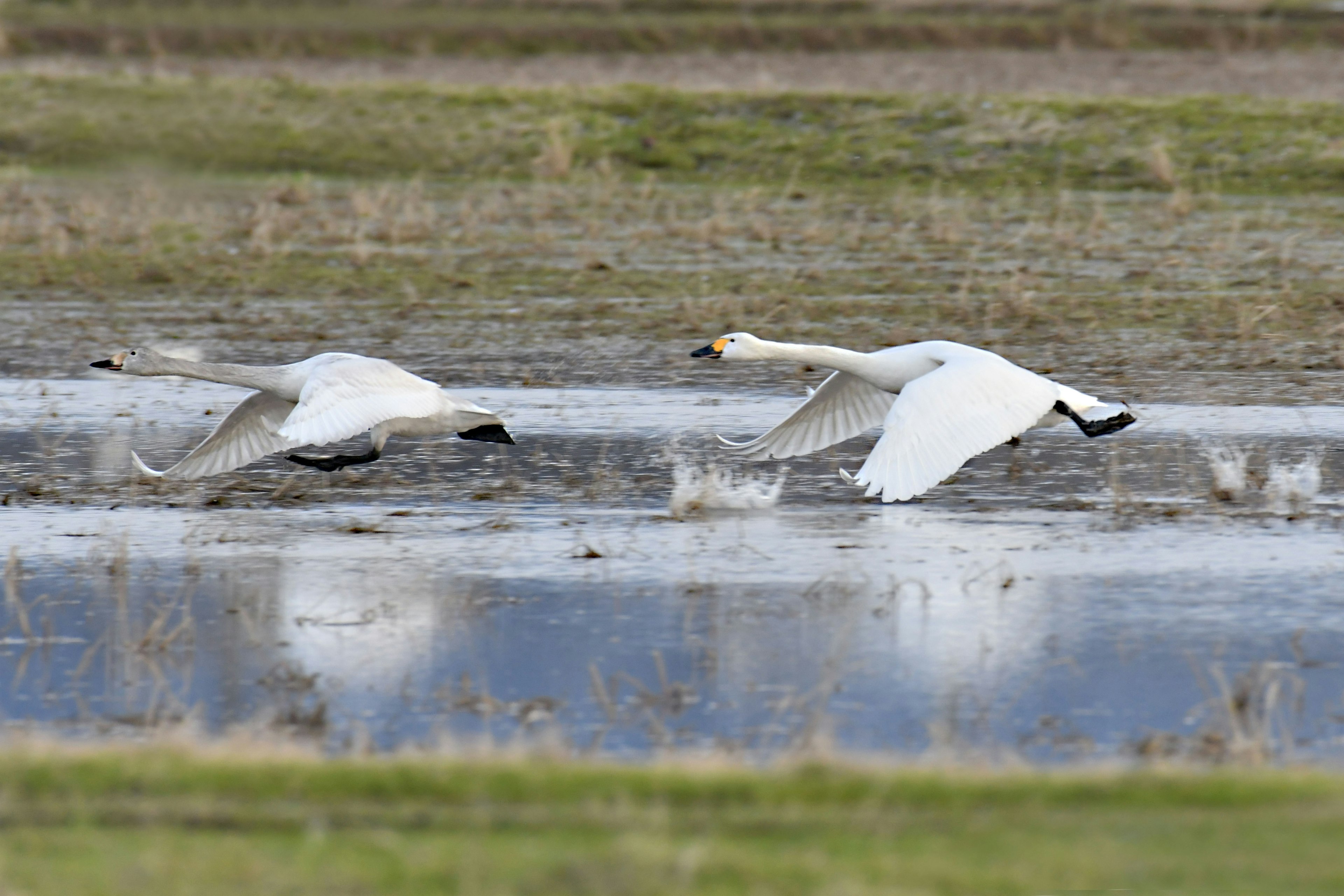 Beautiful scene of swans flying over the water