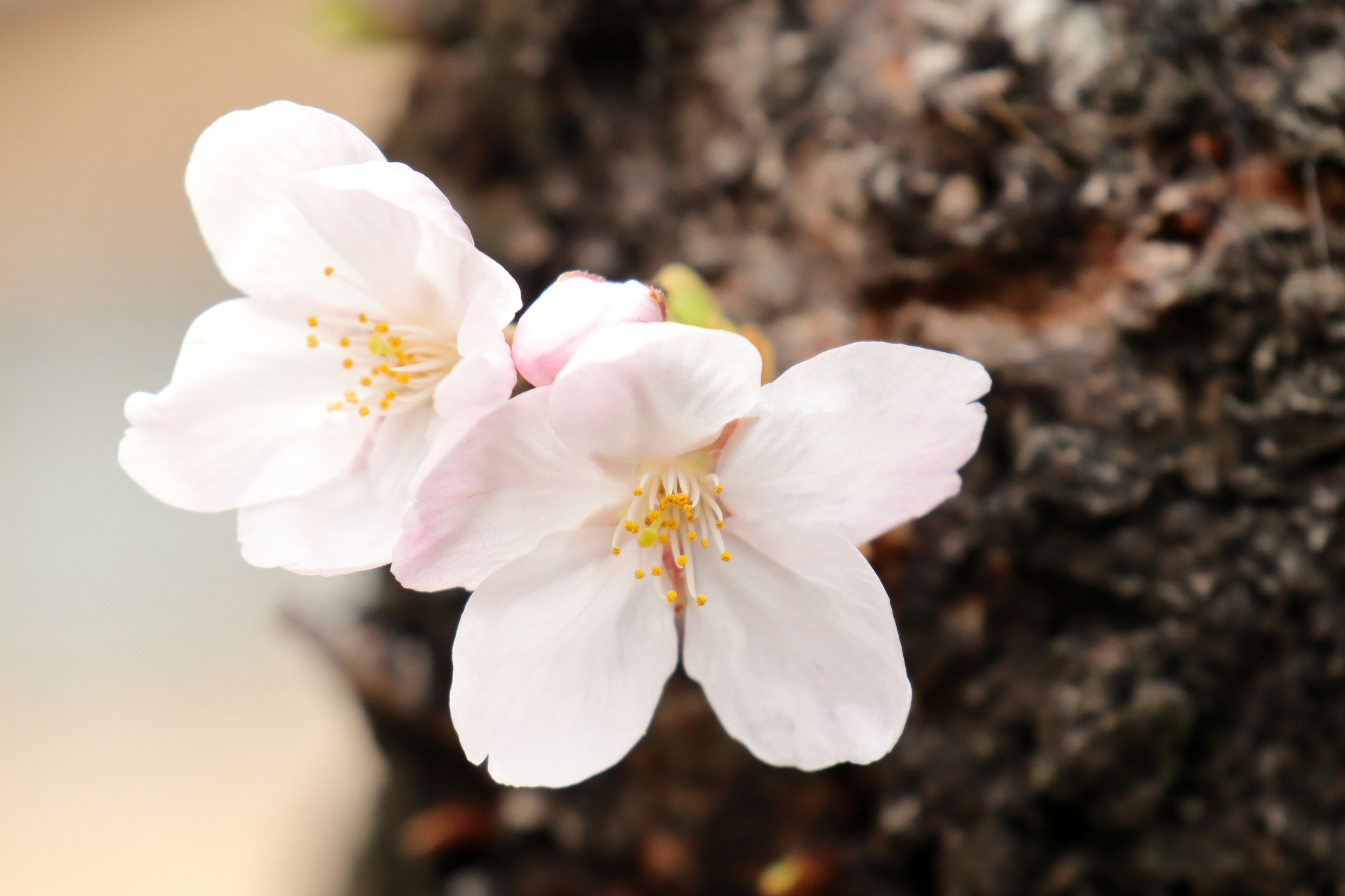 Cherry blossom flowers blooming on a tree