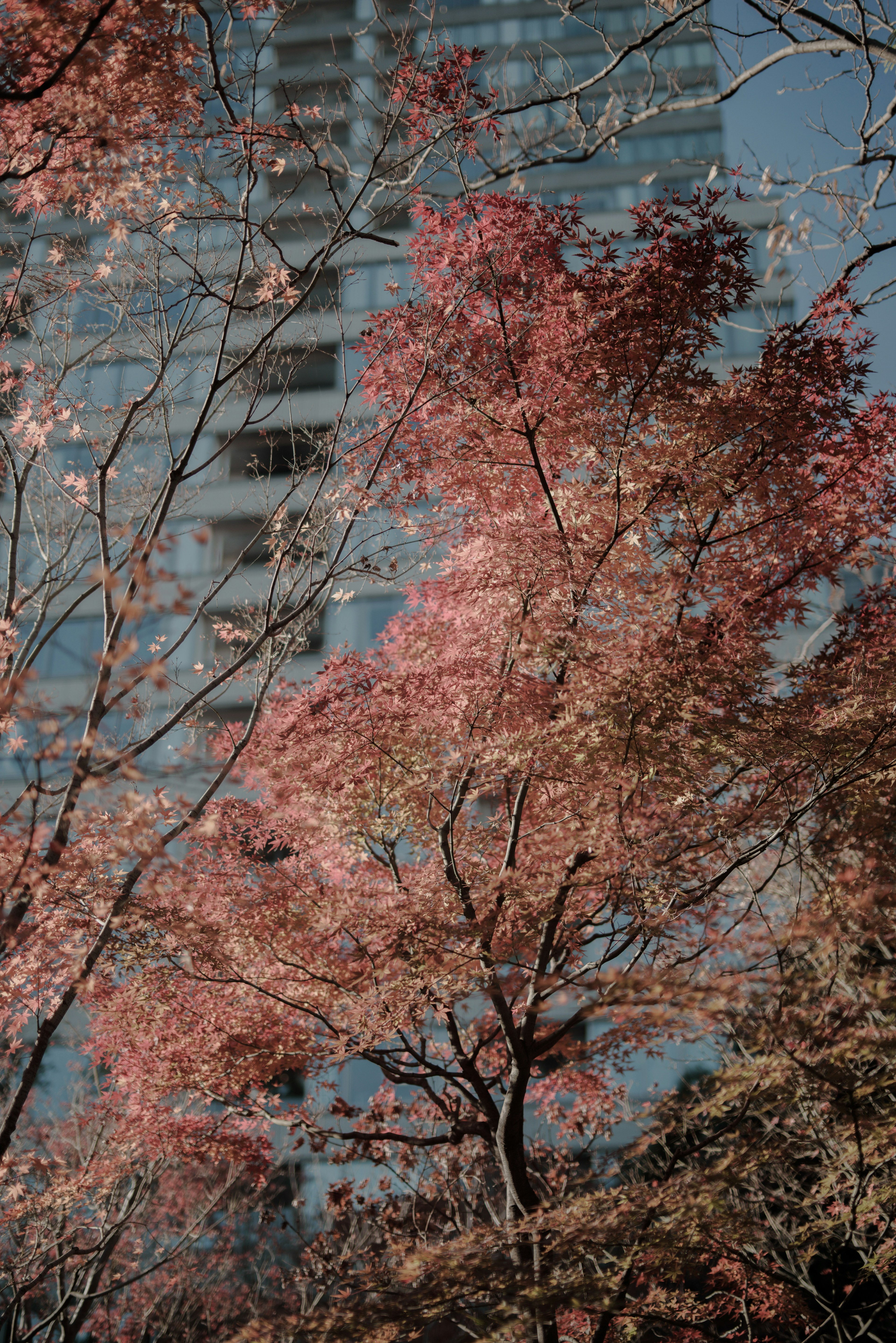 Urban scene with beautiful autumn foliage towering building in the background