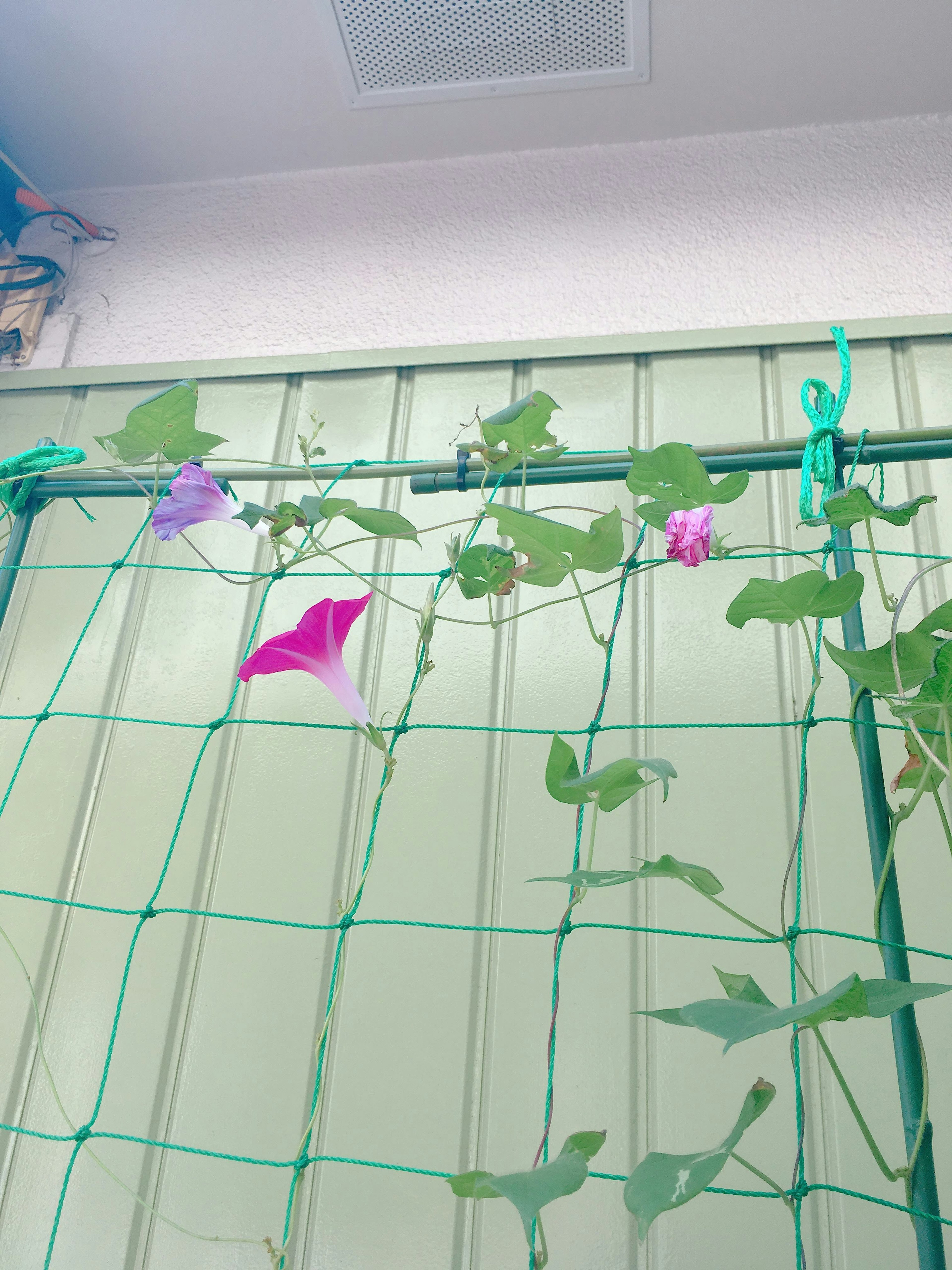 Morning glory vines with purple flowers climbing a green trellis