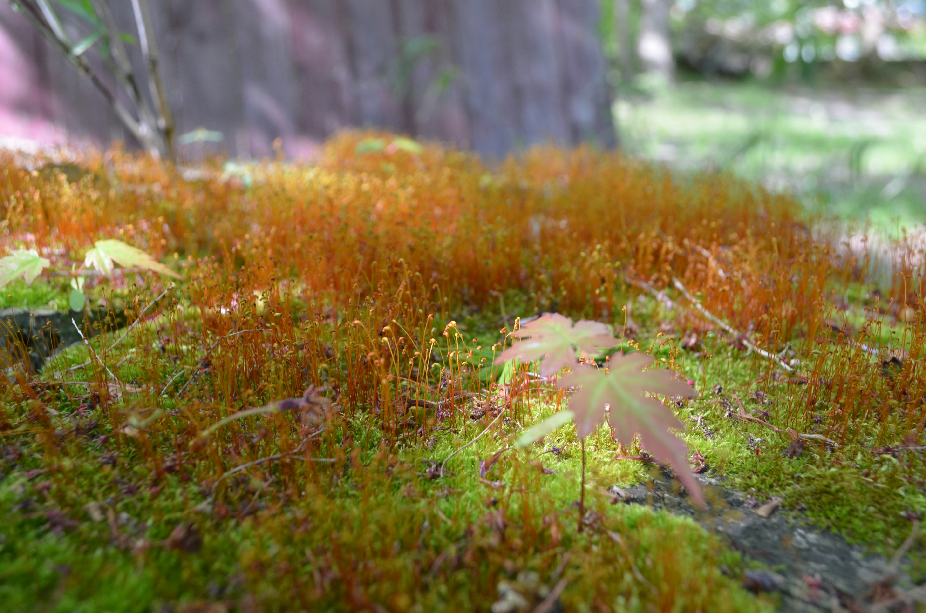 緑の苔の上にオレンジ色の苔が広がり、秋の葉が落ちている風景