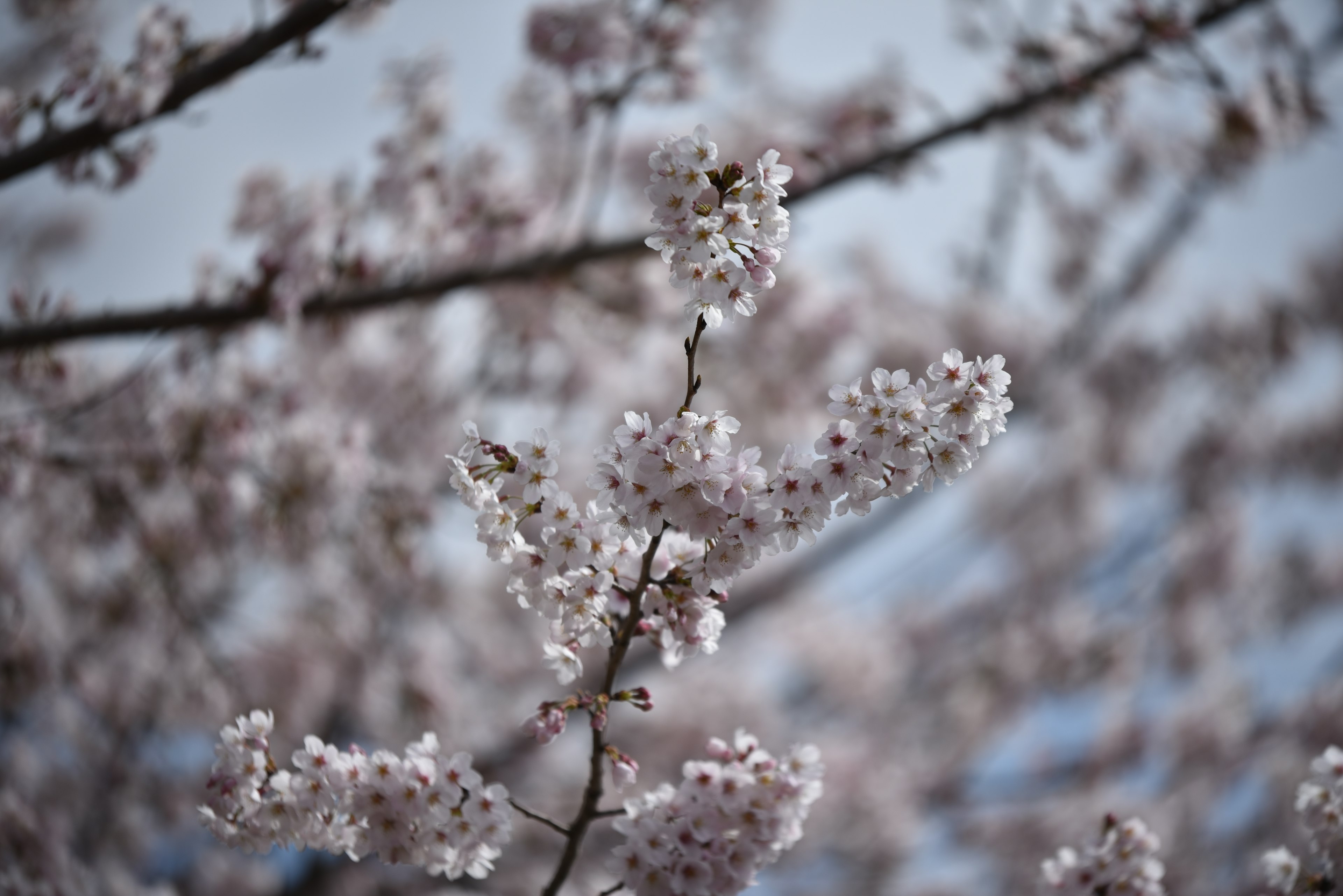 Gros plan sur des branches de cerisier en fleurs avec des fleurs rose pâle sur fond de ciel bleu