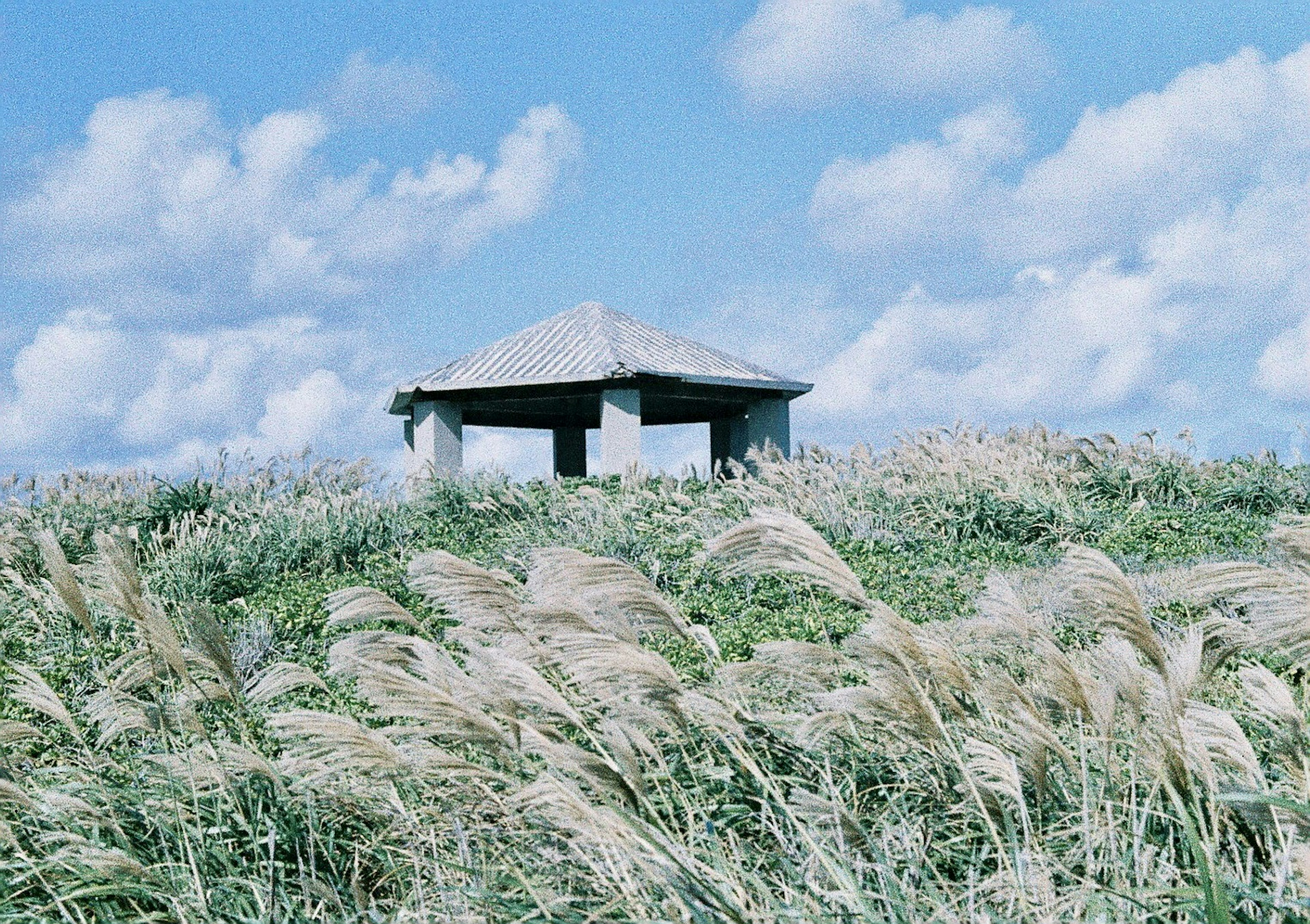 A small hut under a blue sky with swaying grass