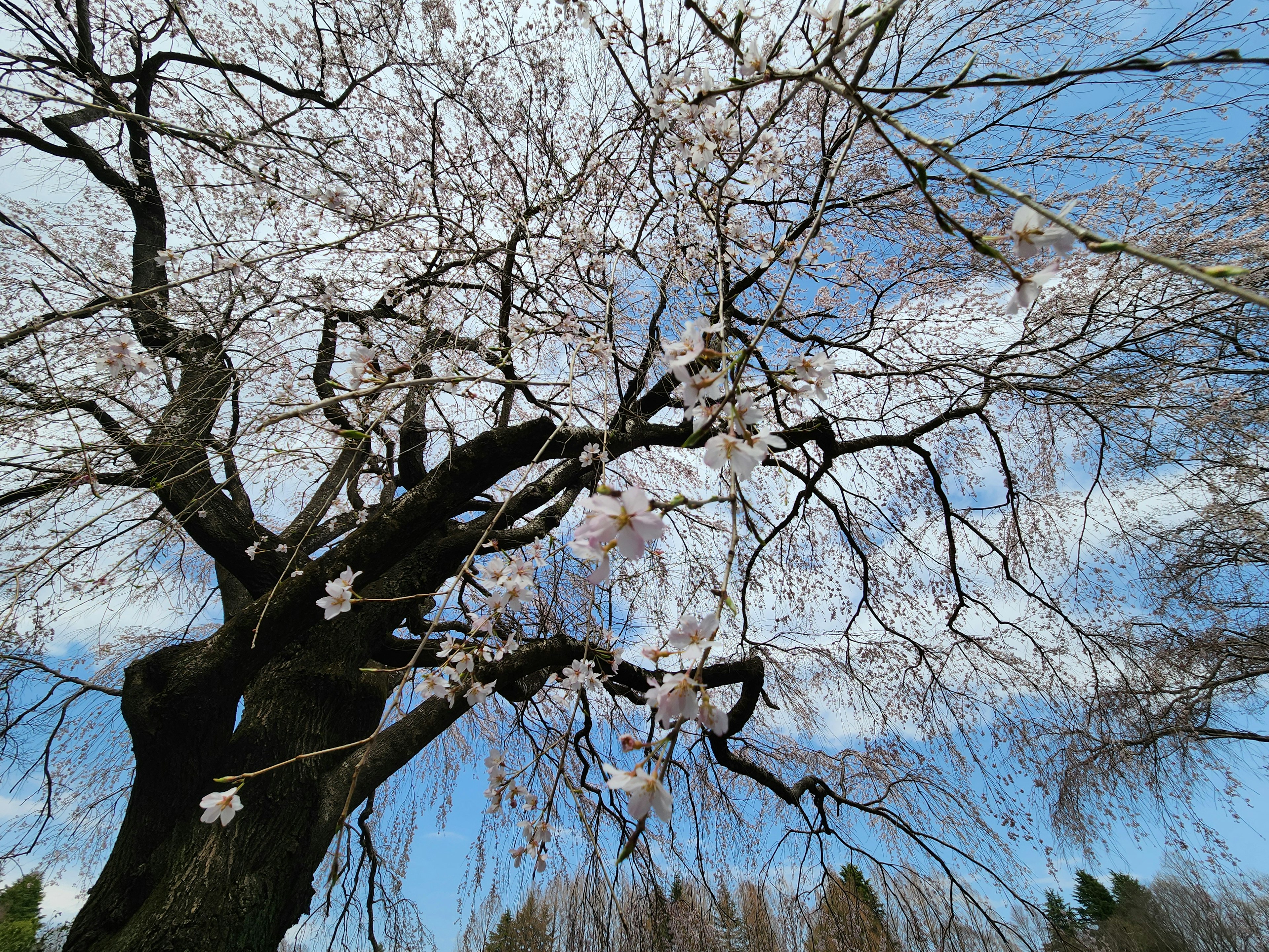 Cherry blossom tree branches with flowers under a blue sky