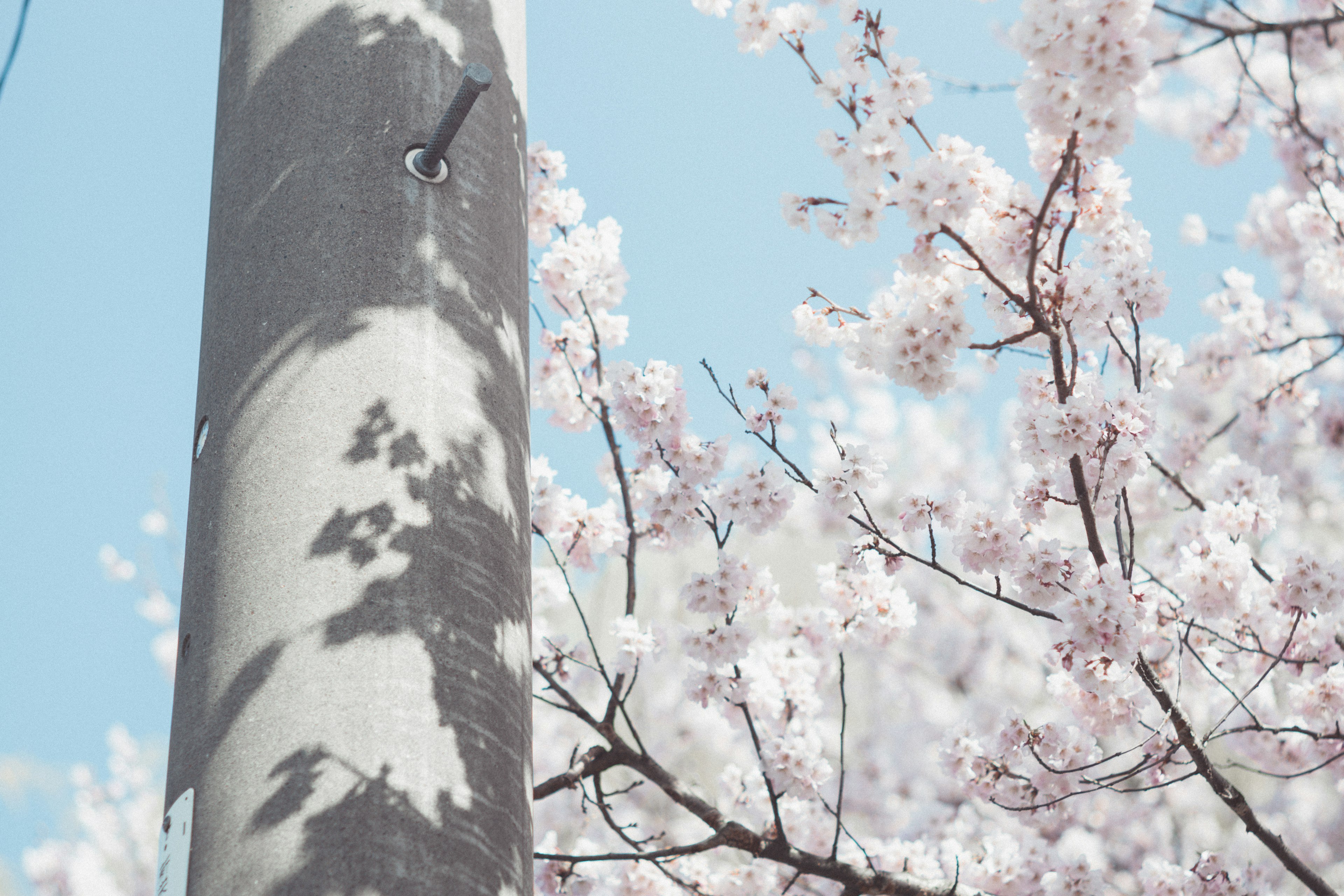 Kirschblüten und Schatten eines Straßenlaterne vor blauem Himmel