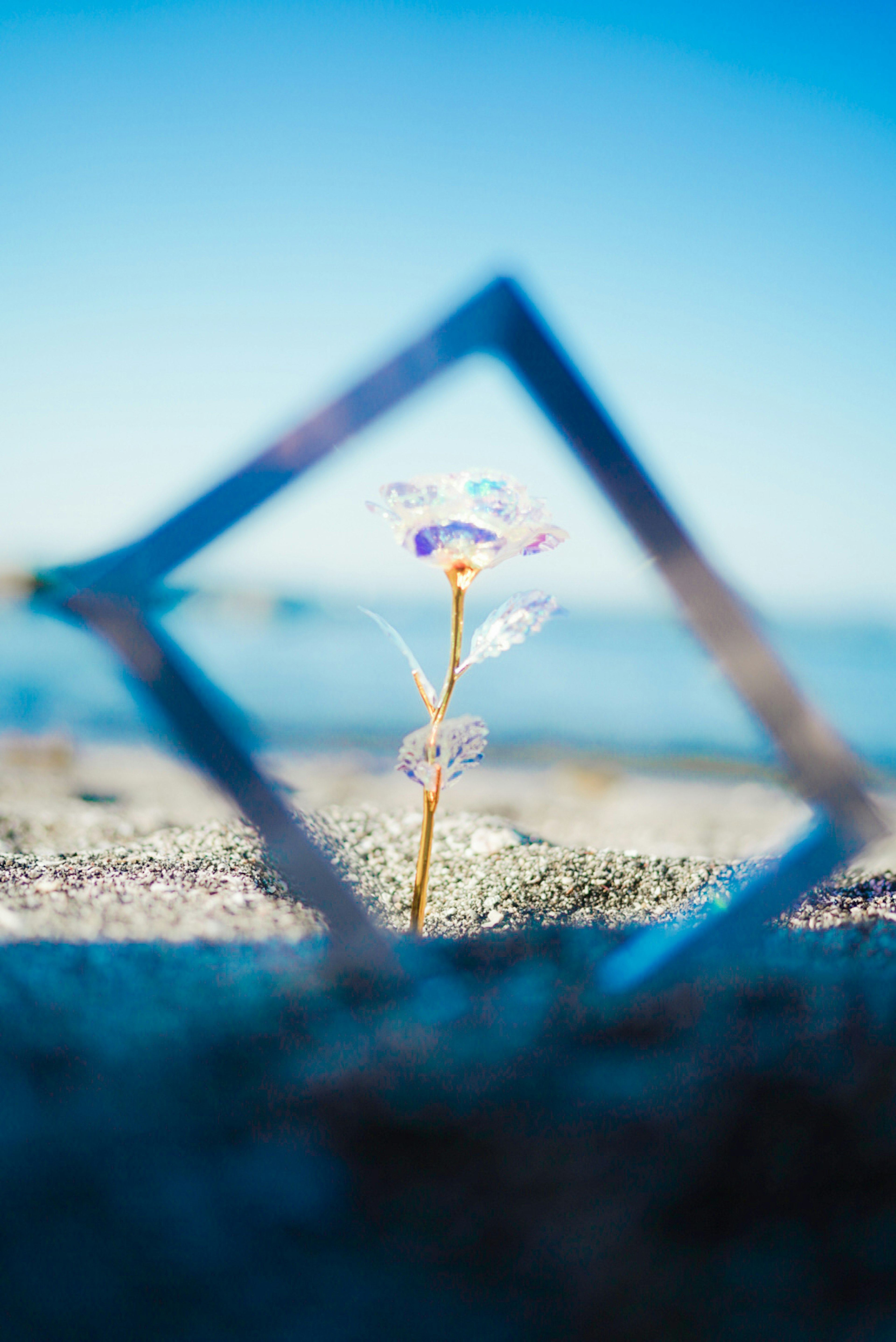 青空の下にある花を四角いフレーム越しに見る風景