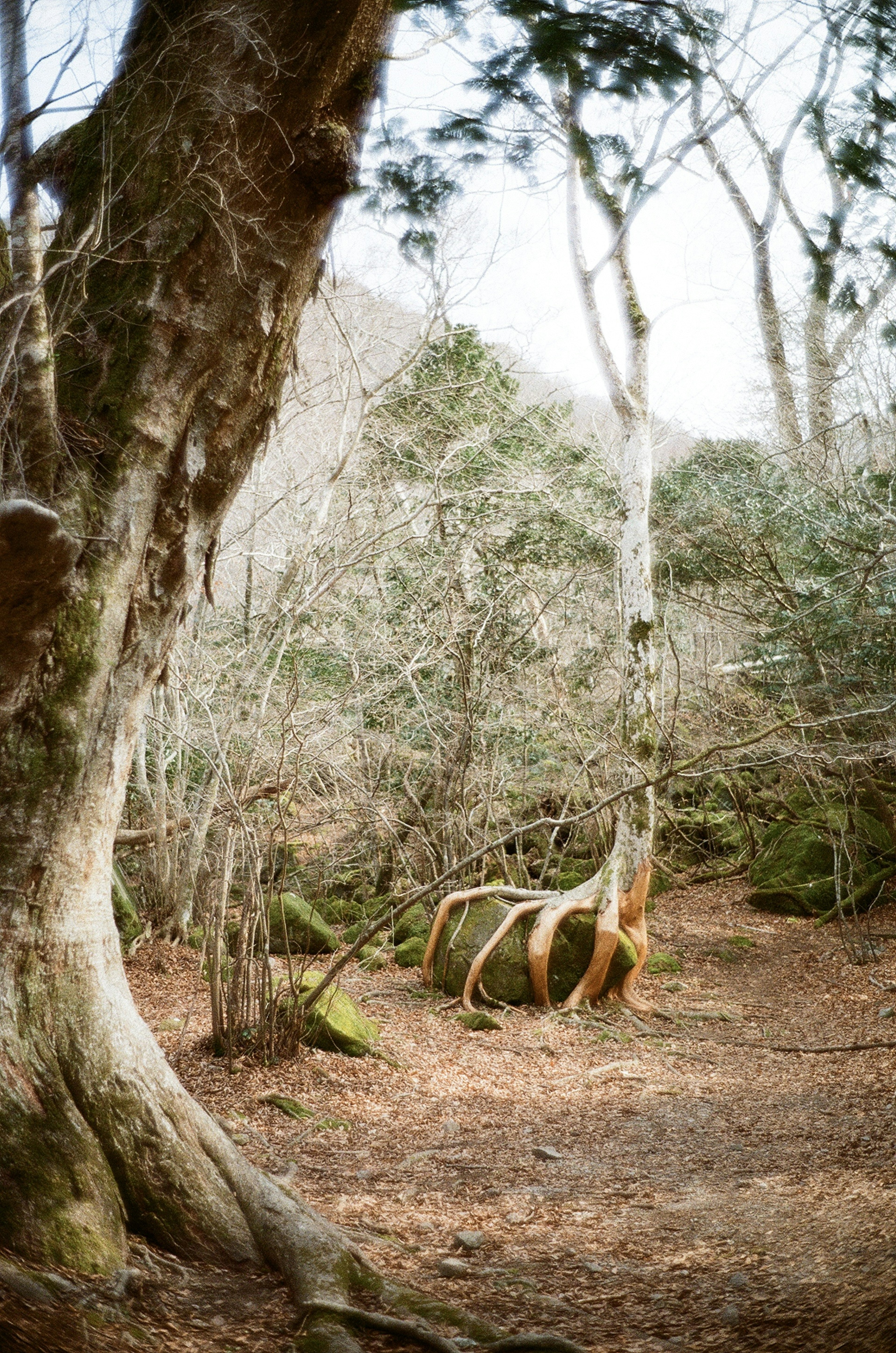 Un vecchio albero e una sedia di metallo in una foresta tranquilla