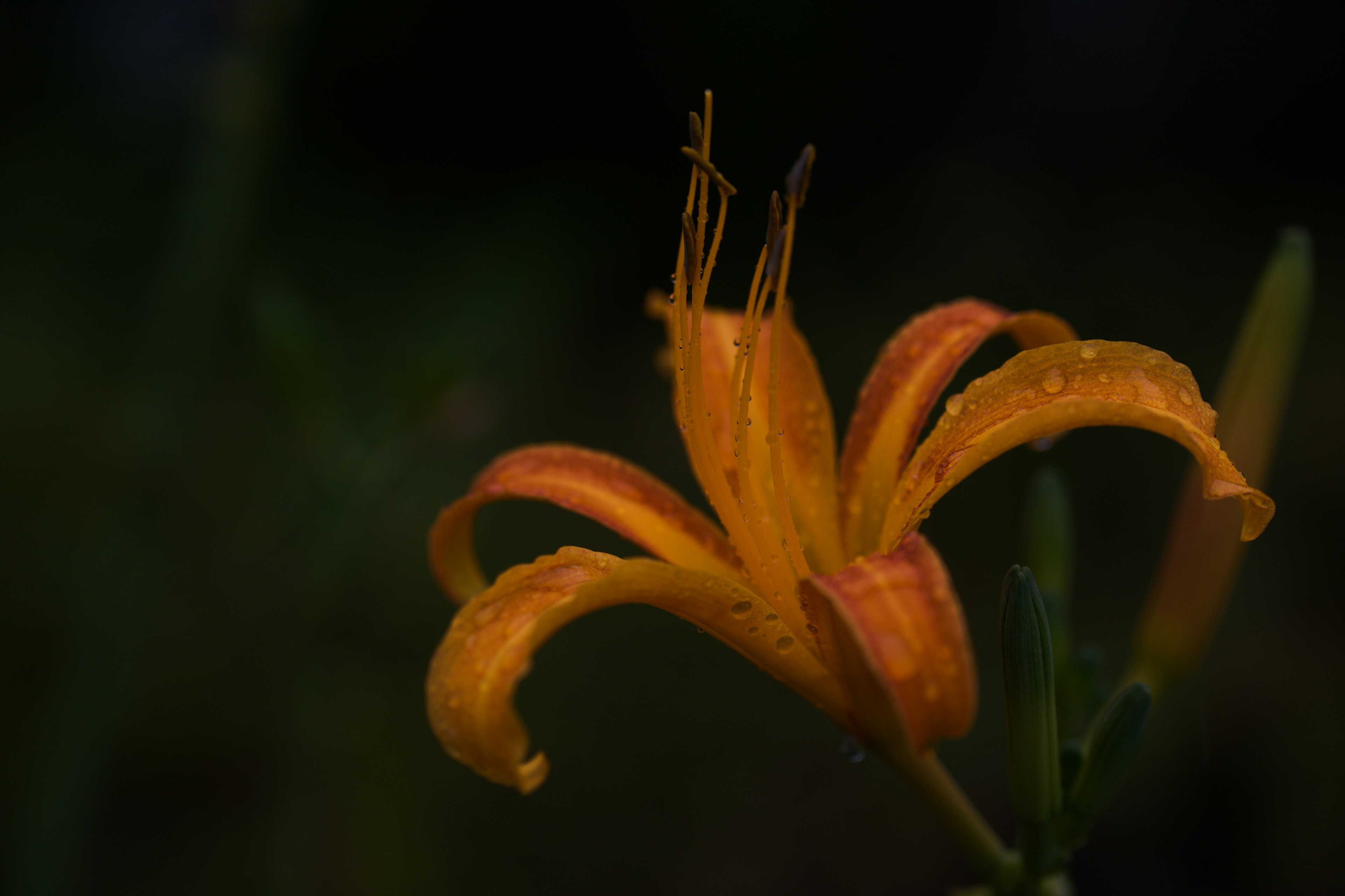 Fleur de lys avec des pétales orange vif sur un fond sombre