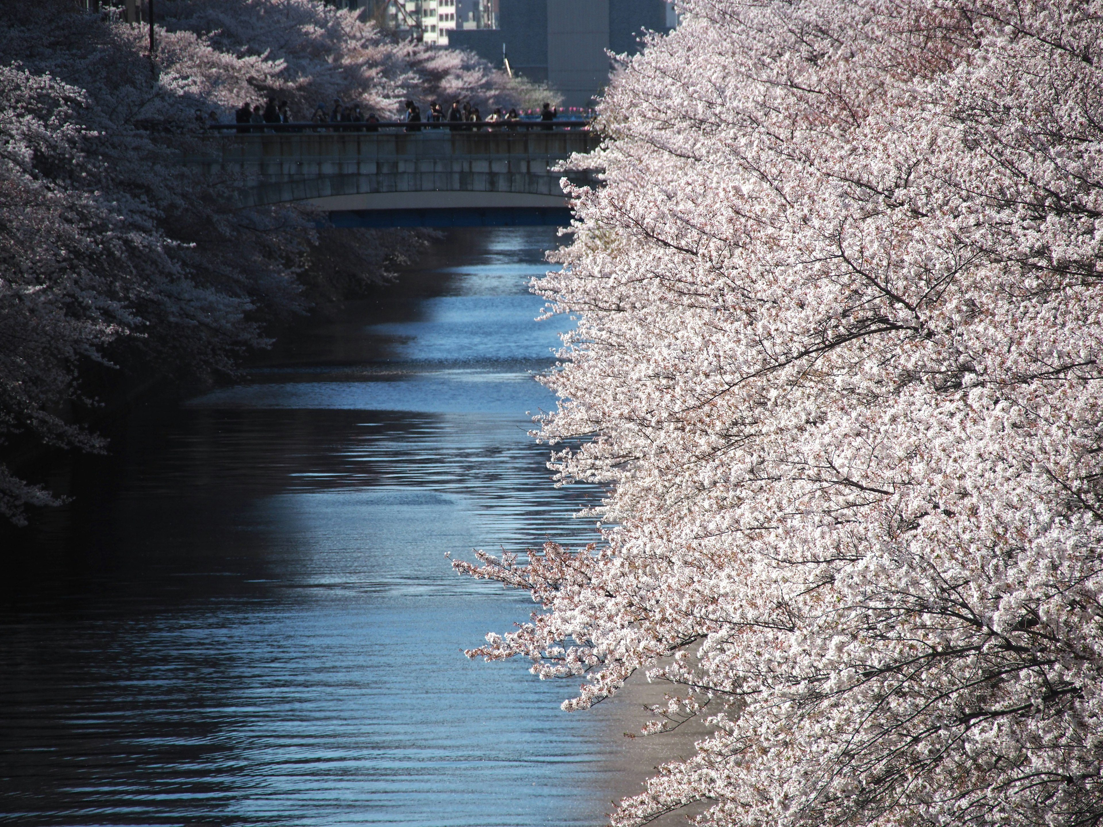 桜の花が咲く川沿いの風景